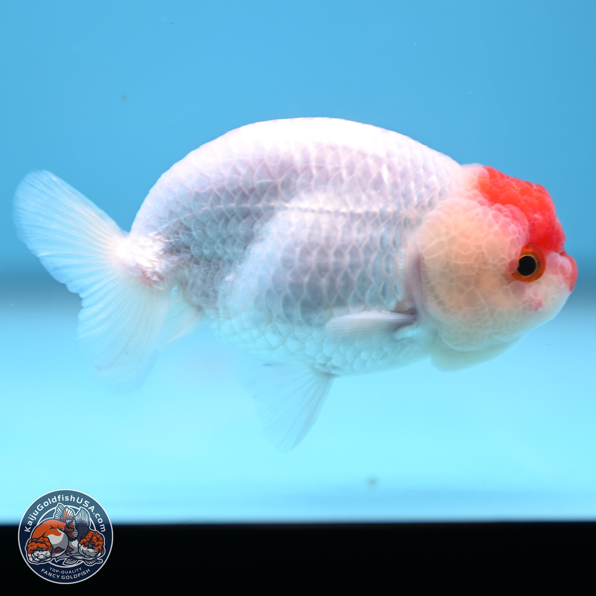 Tancho Ranchu  3.5 inches - Male (241129_RC01) - Kaiju Goldfish USA