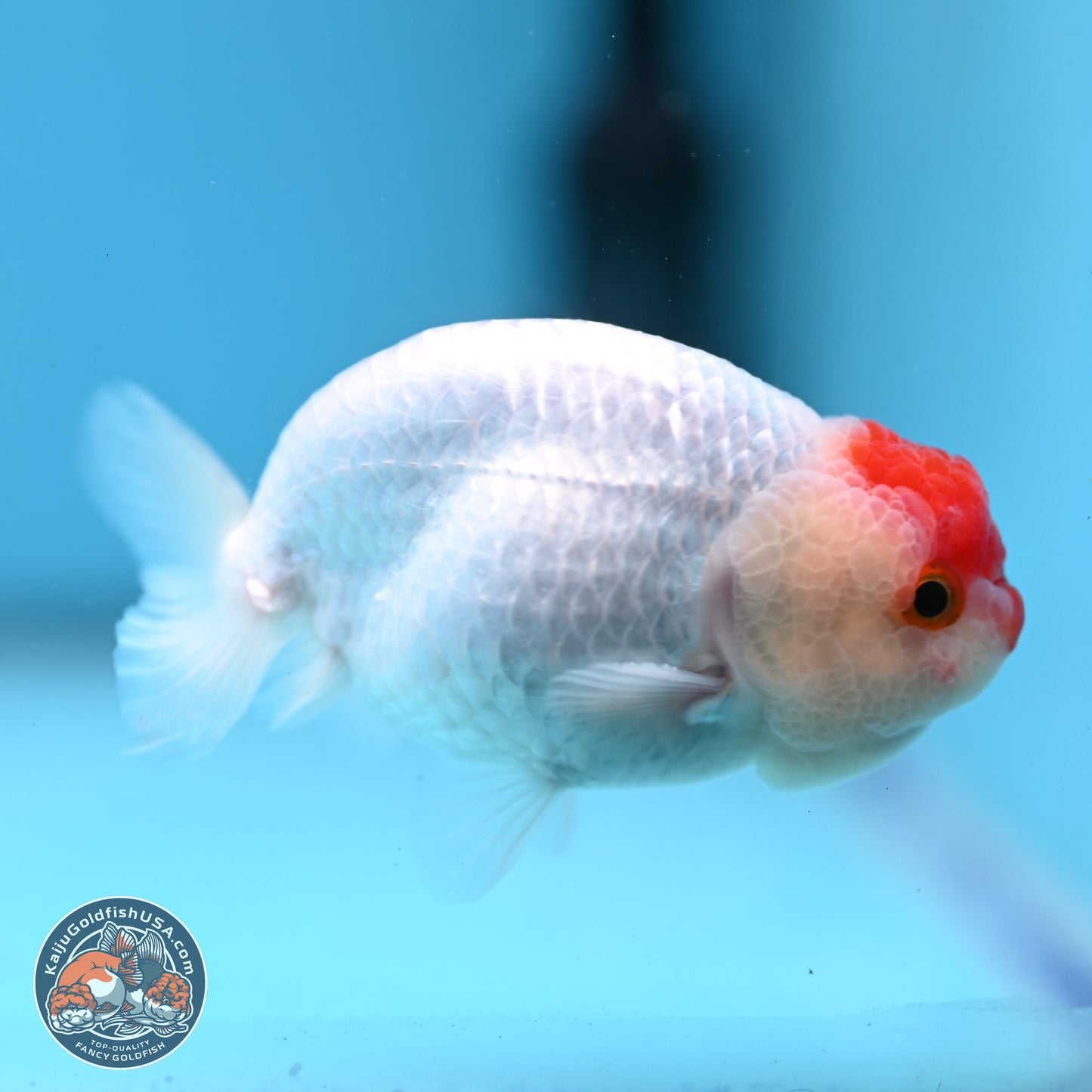 Tancho Ranchu  3.5 inches - Male (241129_RC01) - Kaiju Goldfish USA