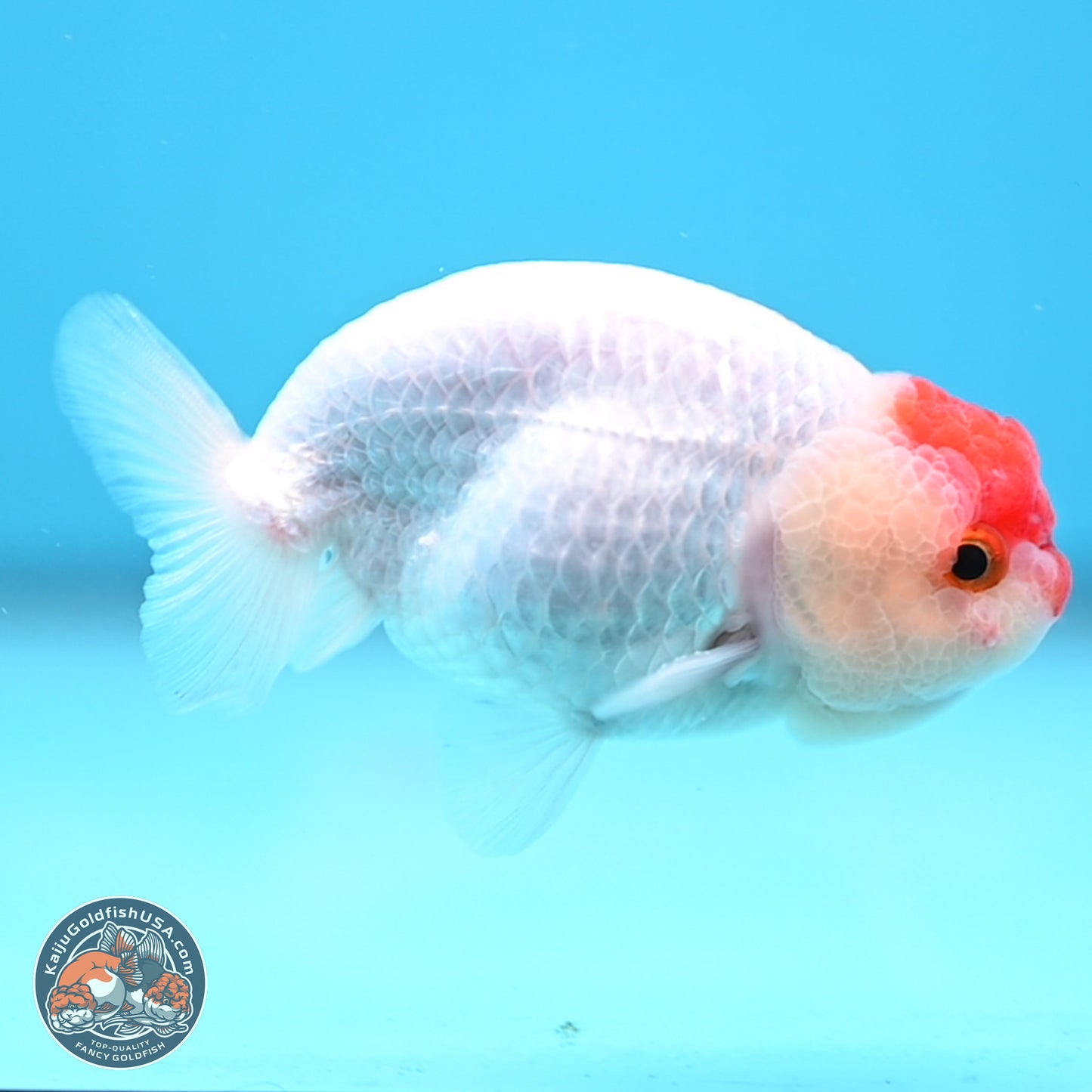 Tancho Ranchu  3.5 inches - Male (241129_RC01) - Kaiju Goldfish USA