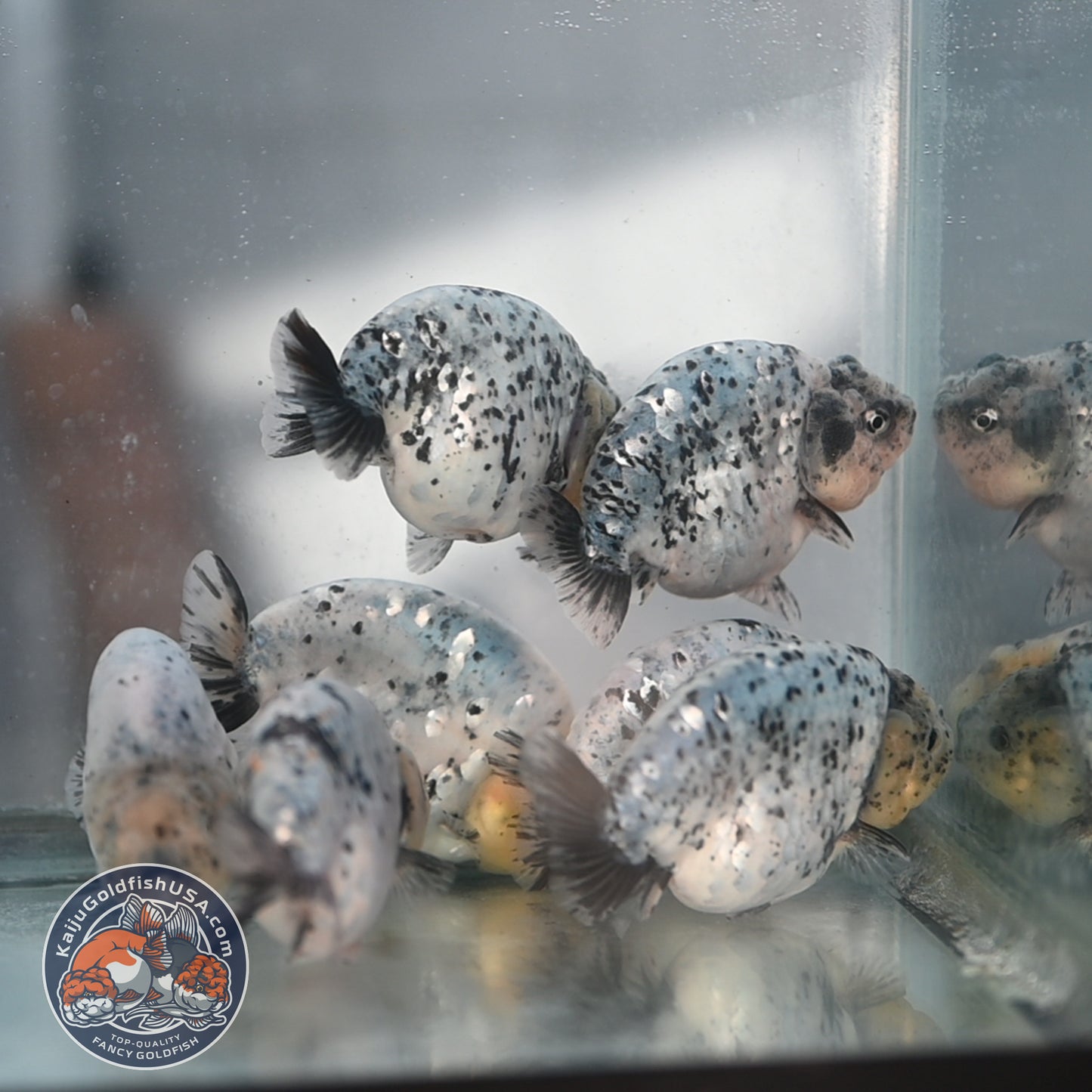 Random Pick - Panda / Cow / Blue Based Ranchu 4-5 inch Body (250905_RC01)