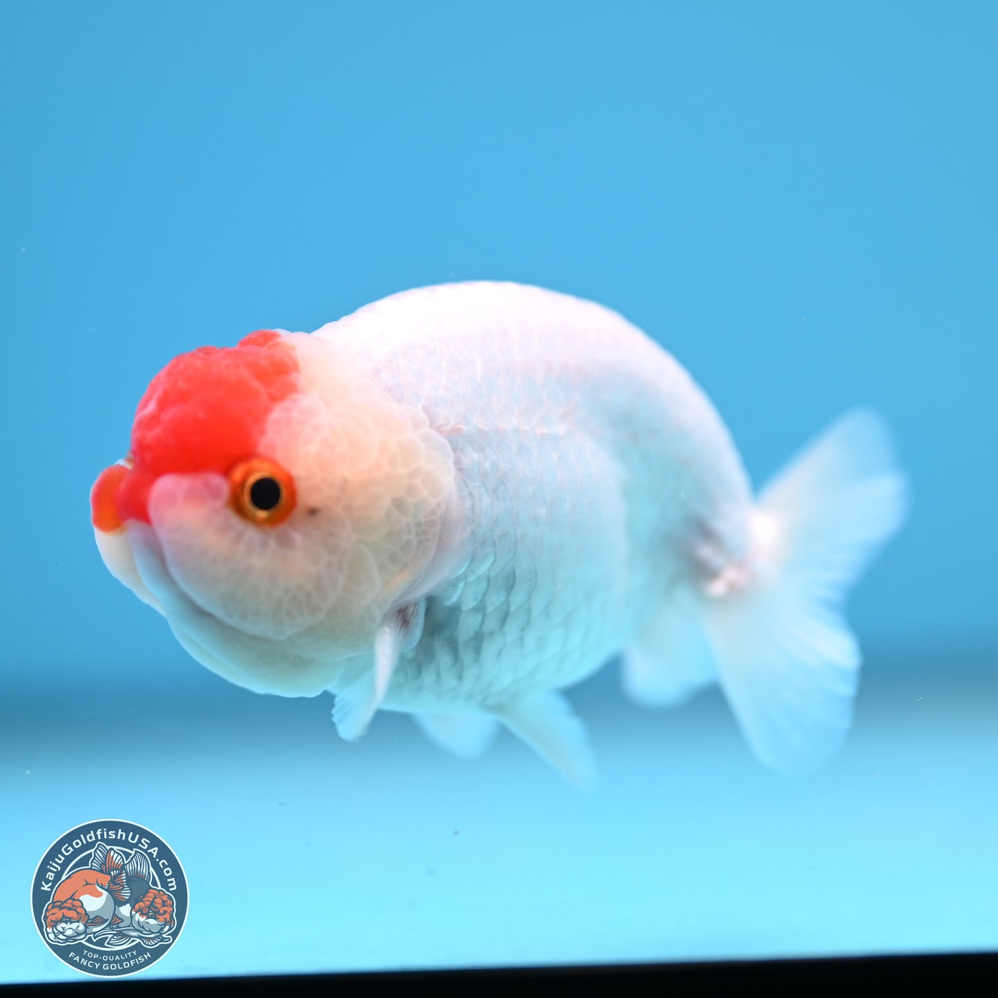 Tancho Ranchu  3.5 inches - Male (241129_RC01) - Kaiju Goldfish USA