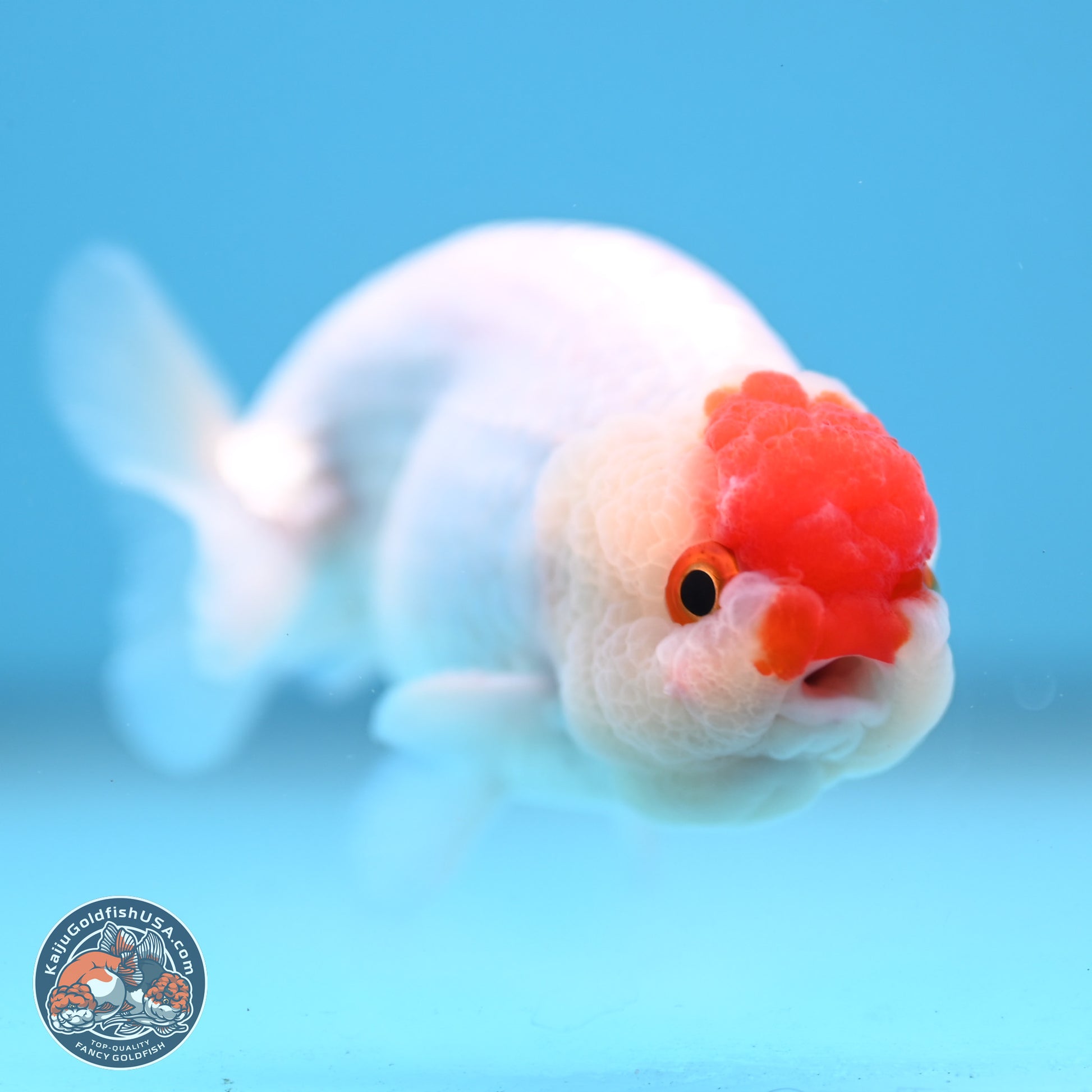 Tancho Ranchu  3.5 inches - Male (241129_RC01) - Kaiju Goldfish USA