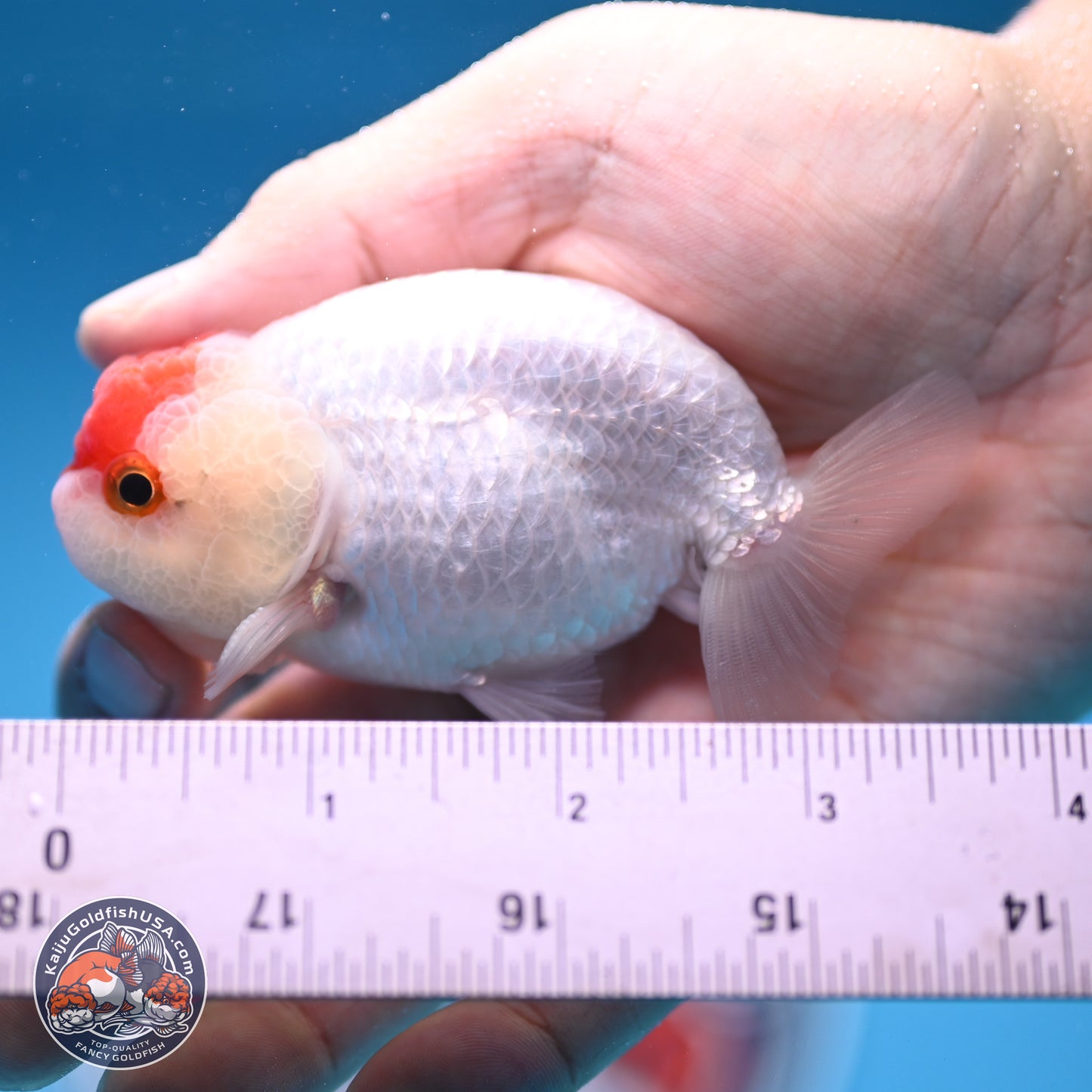 Tancho Ranchu  3.5 inches - Male (241129_RC01) - Kaiju Goldfish USA