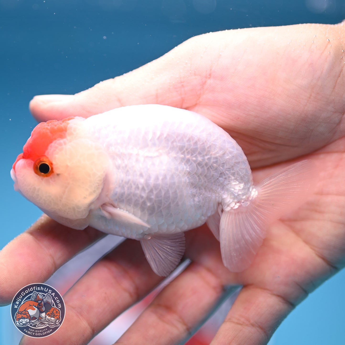 Tancho Ranchu  3.5 inches - Male (241129_RC01) - Kaiju Goldfish USA