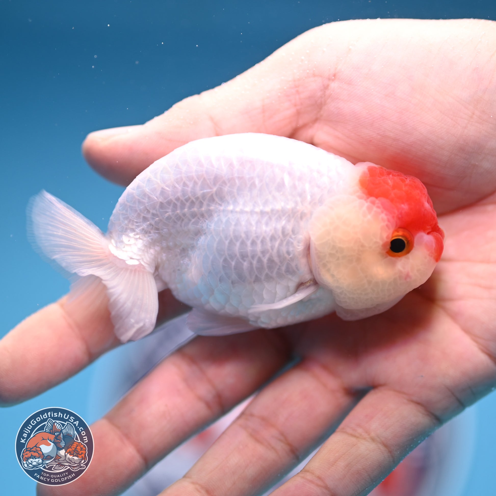 Tancho Ranchu  3.5 inches - Male (241129_RC01) - Kaiju Goldfish USA