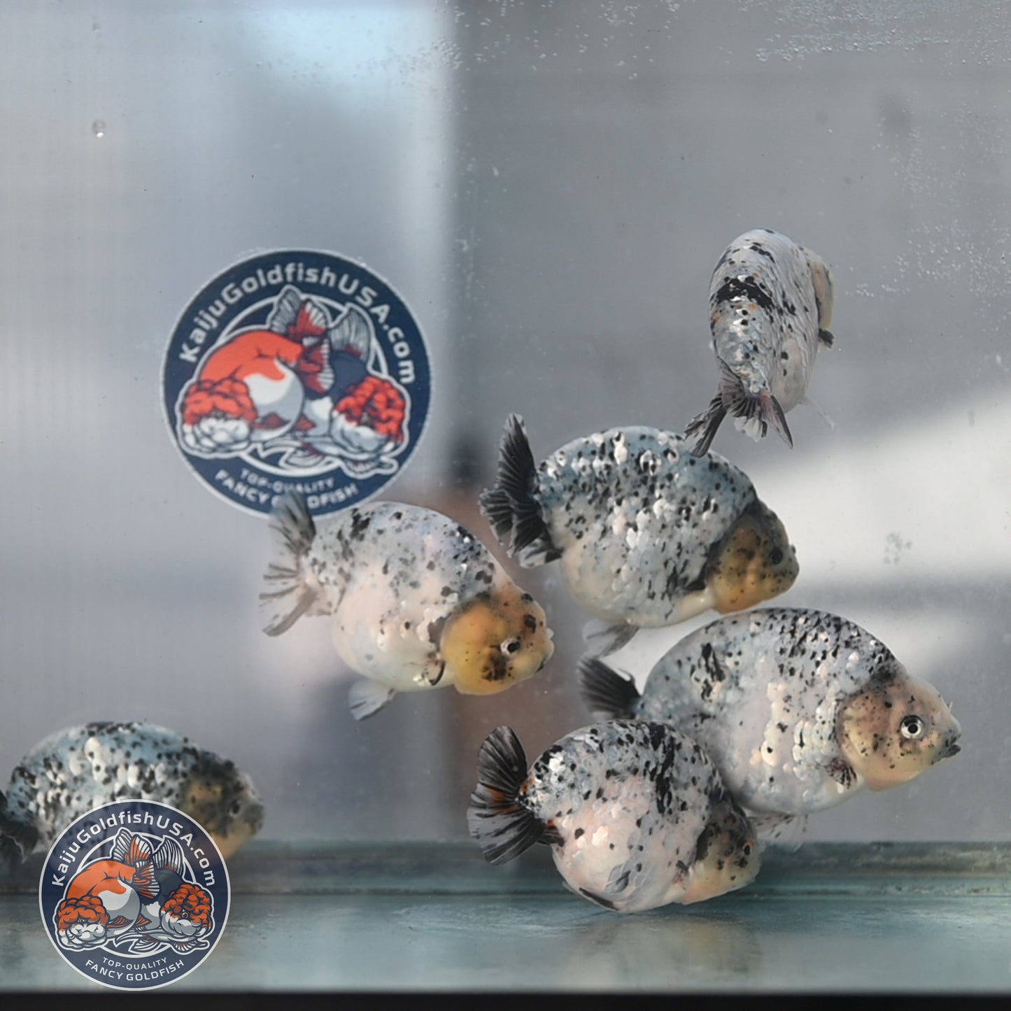 Random Pick - Panda / Cow / Blue Based Ranchu 4-5 inch Body (250905_RC01)
