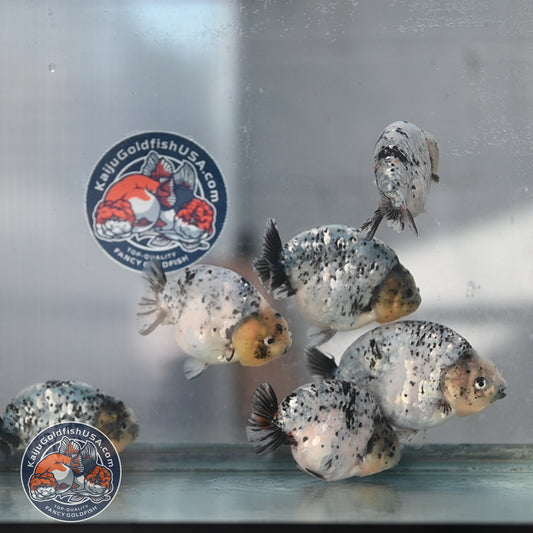 Random Pick - Panda / Cow / Blue Based Ranchu 4-5 inch Body (250905_RC01)