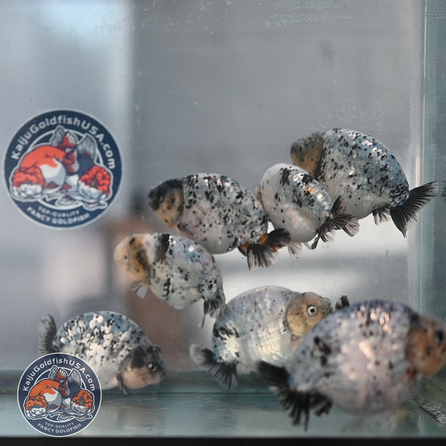 Random Pick - Panda / Cow / Blue Based Ranchu 4-5 inch Body (250905_RC01)