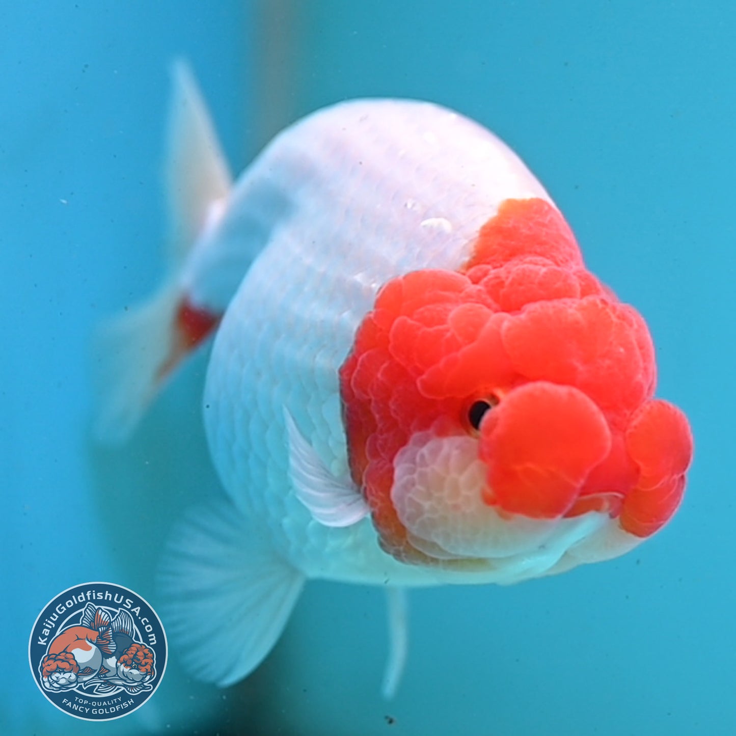 Red White Buffalo Ranchu 4 inch Body (251003_RC02)