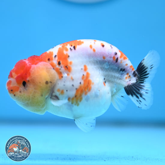 Tricolor Sakura Ranchu Goldfish for Sale | Kaiju Goldfish USA