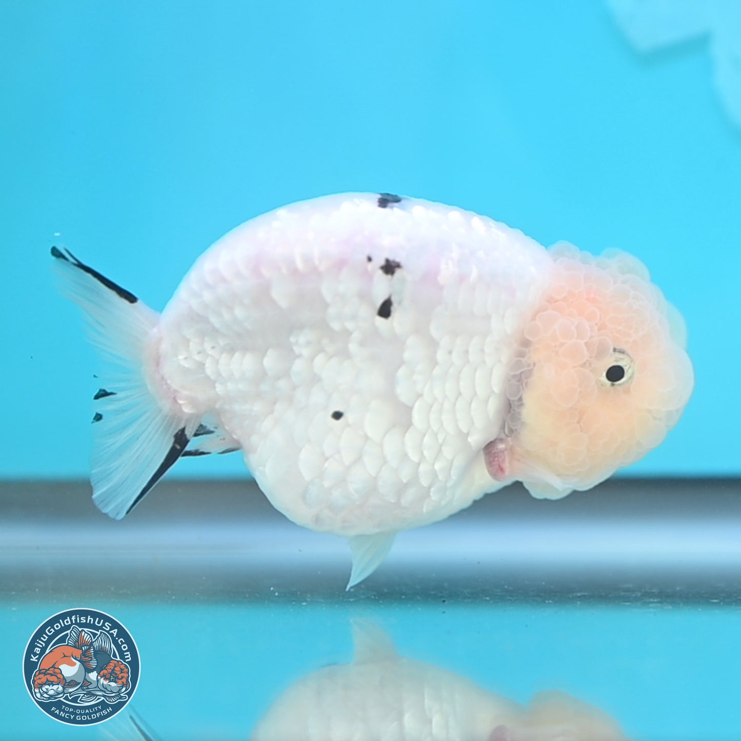 Jade Head White Tiger Ranchu 4 inches Body - Female (250131_RC02)