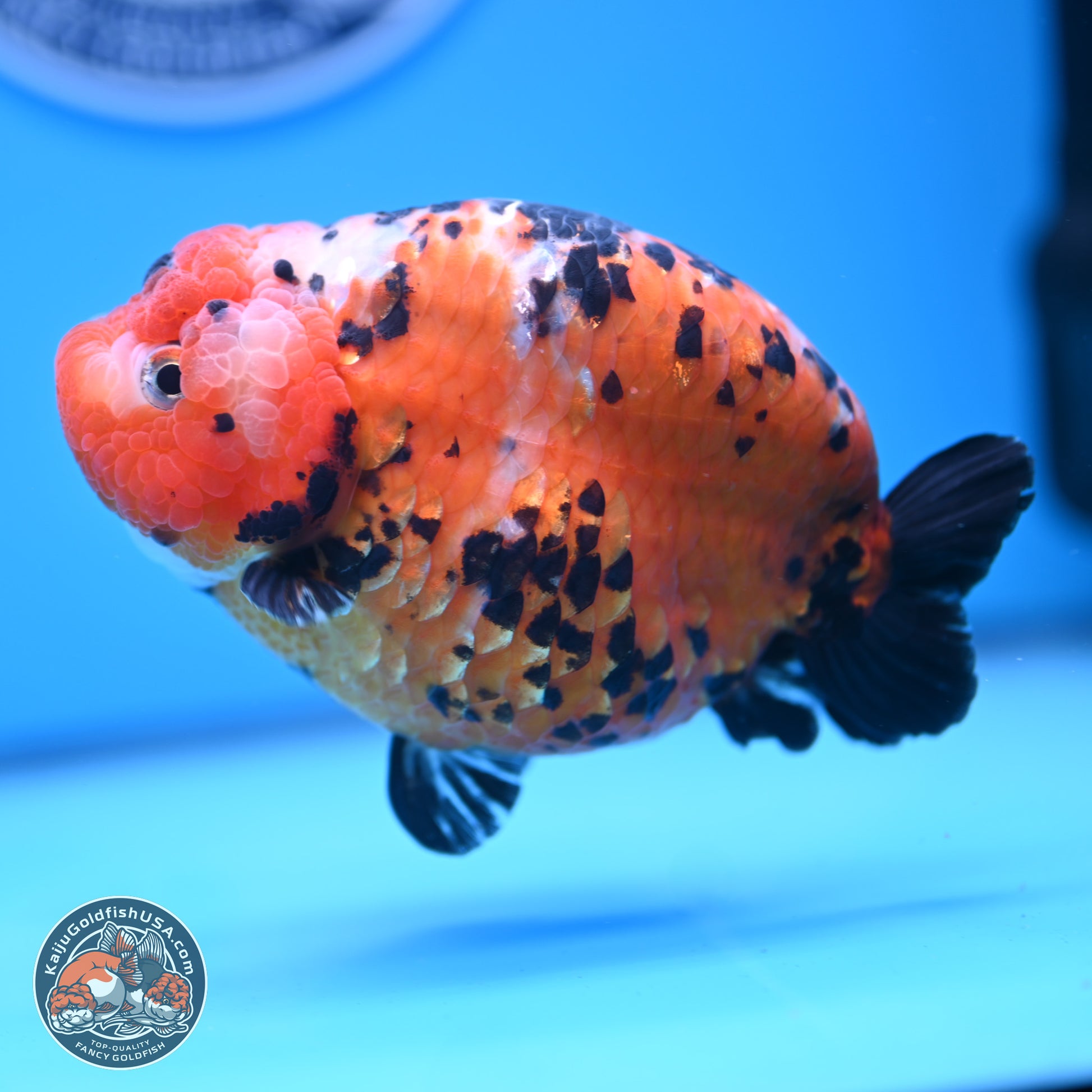 Jumbo Tricolor Cow Ranchu 5.5 inches Body - Female (241227_RC02) - Kaiju Goldfish USA