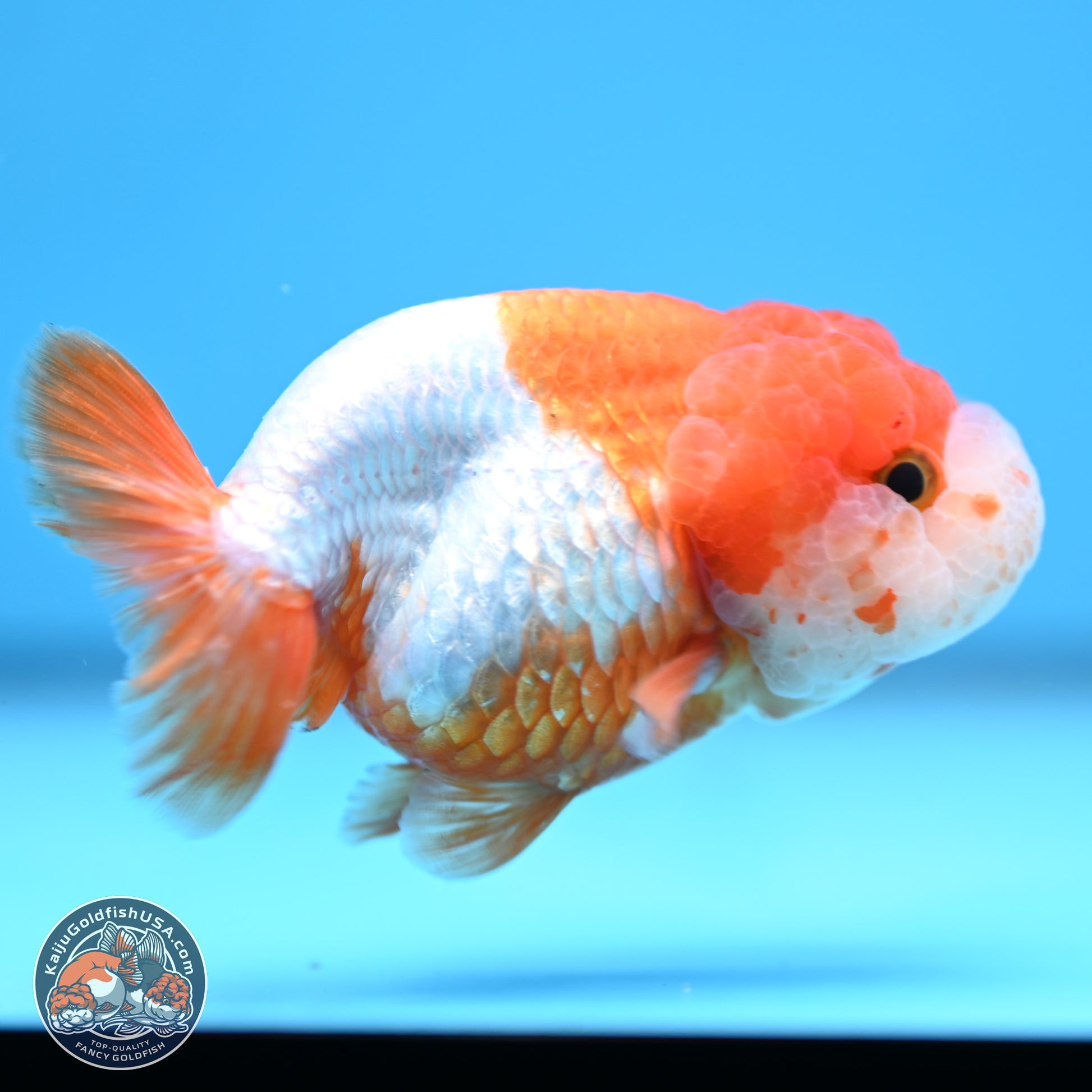 Red White Lionchu 3.5in body (240809_RC02) - Kaiju Goldfish USA