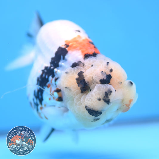 Tricolor Ranchu 4.5 inches Body (250509_RC02)
