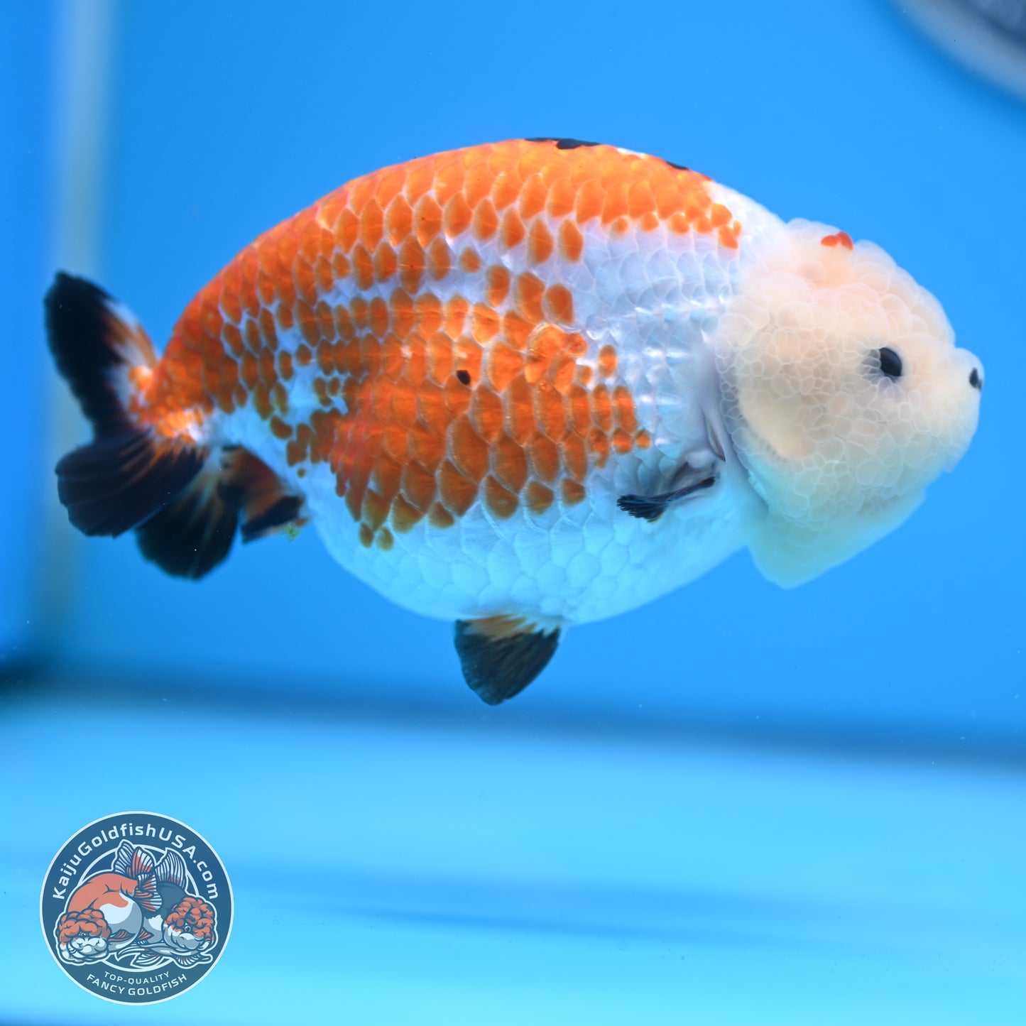 Tricolor Tiny Tail Ranchu 4.75 inches Body (250523_RC02)