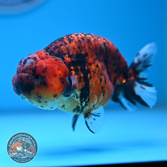 Tiger Ranchu 4.5 inches Body (250530_RC02)
