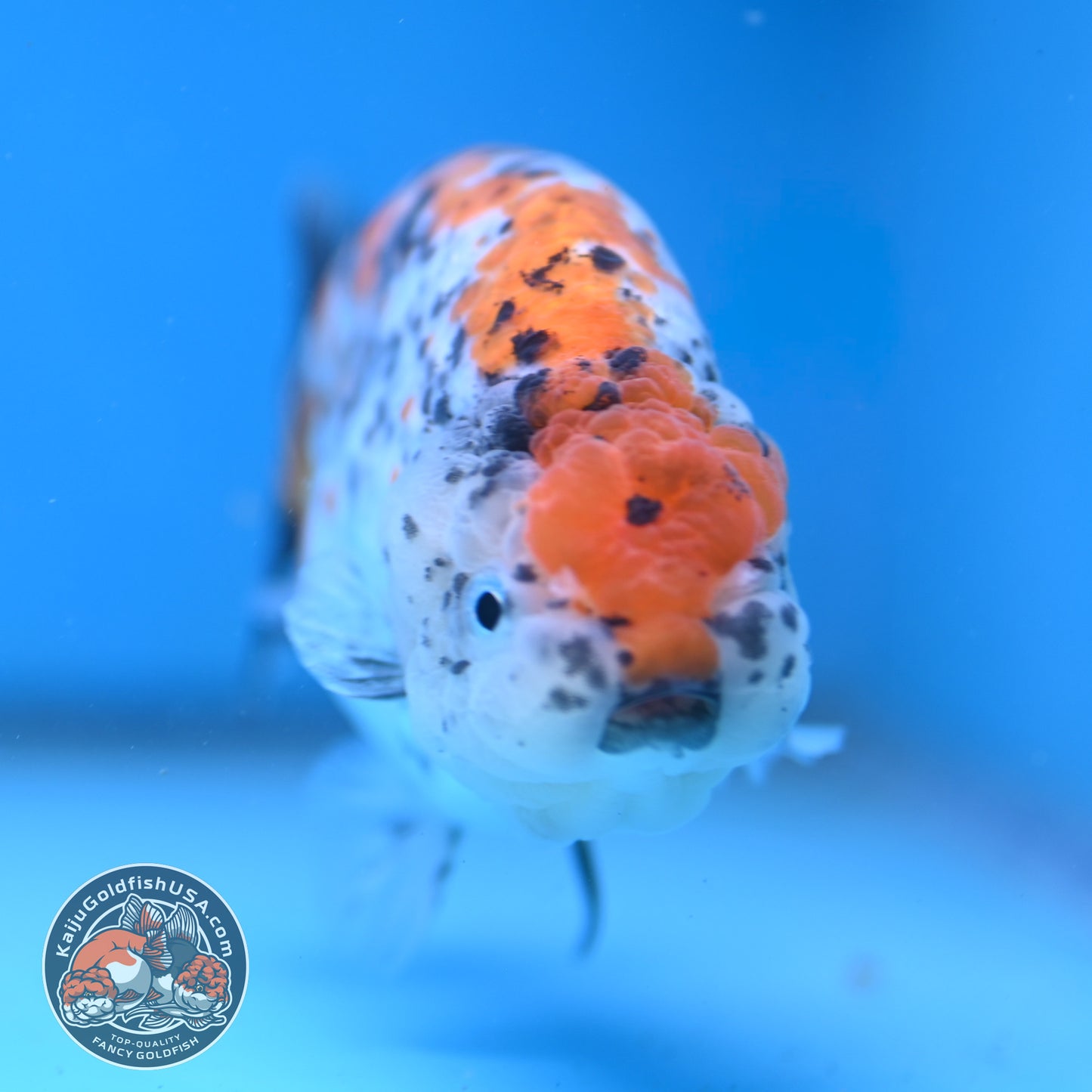Calico Ranchu 4.5 inch Body (250926_RC02)