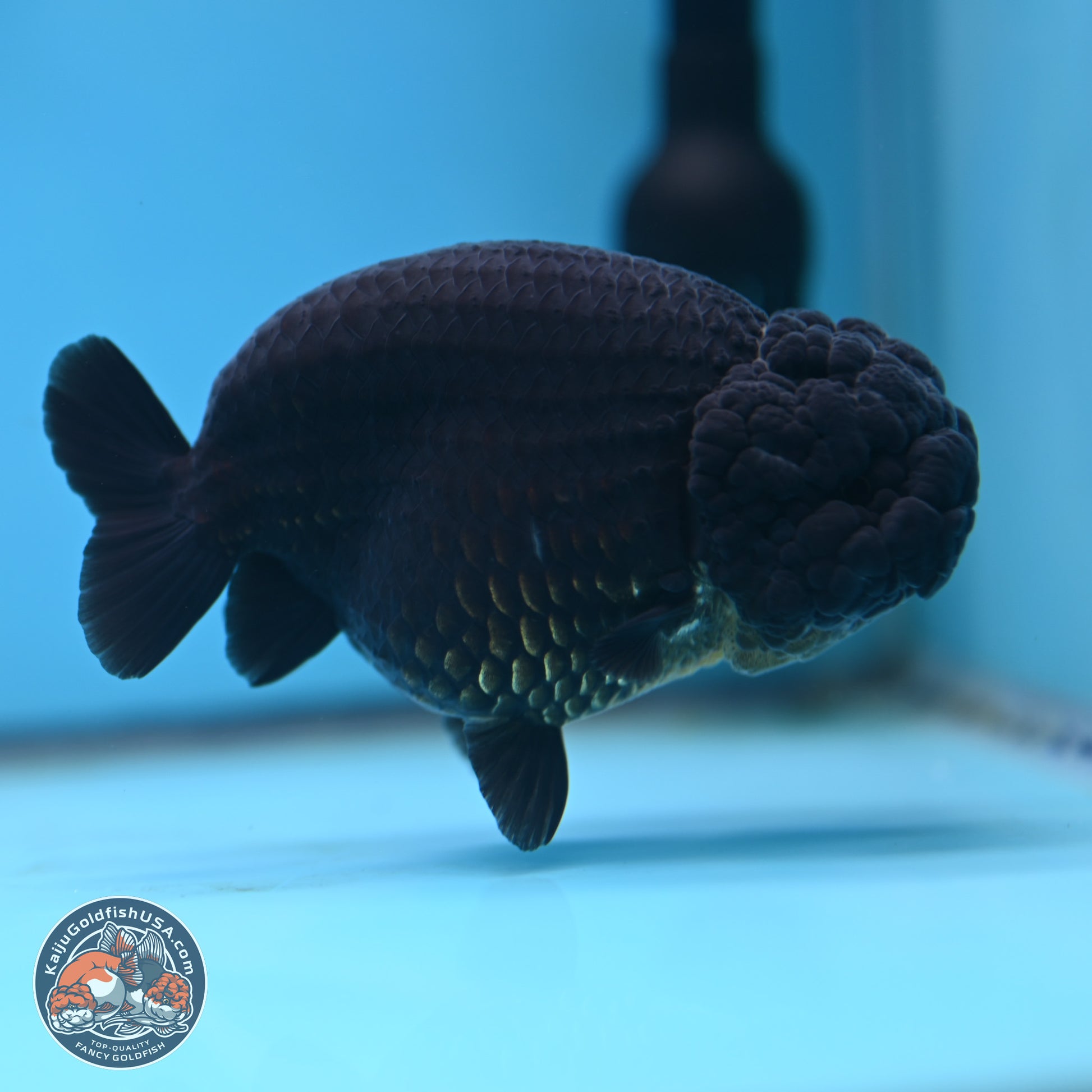 Jet Black Ranchu 5 inches (241101_RC02) - Kaiju Goldfish USA