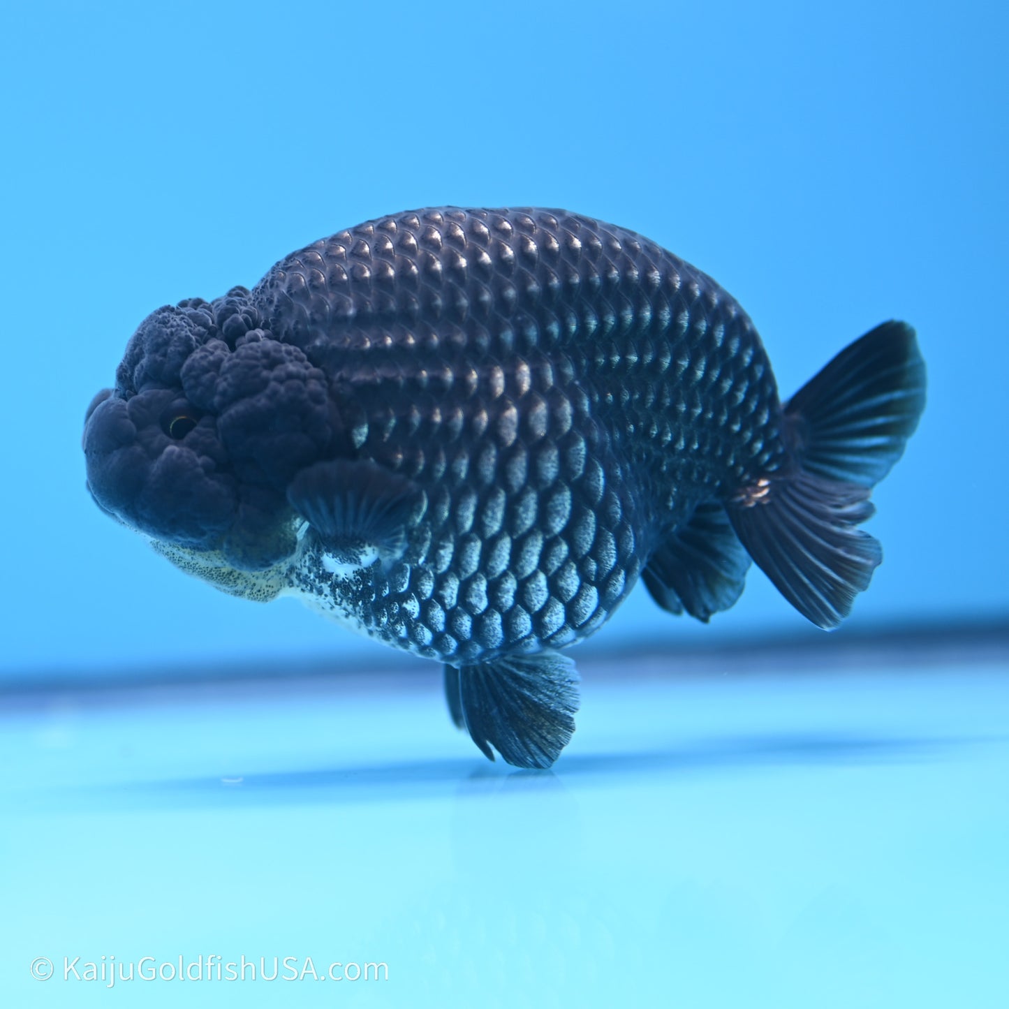 Black Platinum Ranchu 3.5 in Body (240719_RC02) - Kaiju Goldfish USA