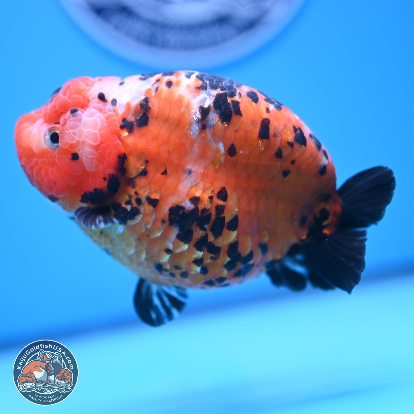 Jumbo Tricolor Cow Ranchu 5.5 inches Body - Female (241227_RC02) - Kaiju Goldfish USA