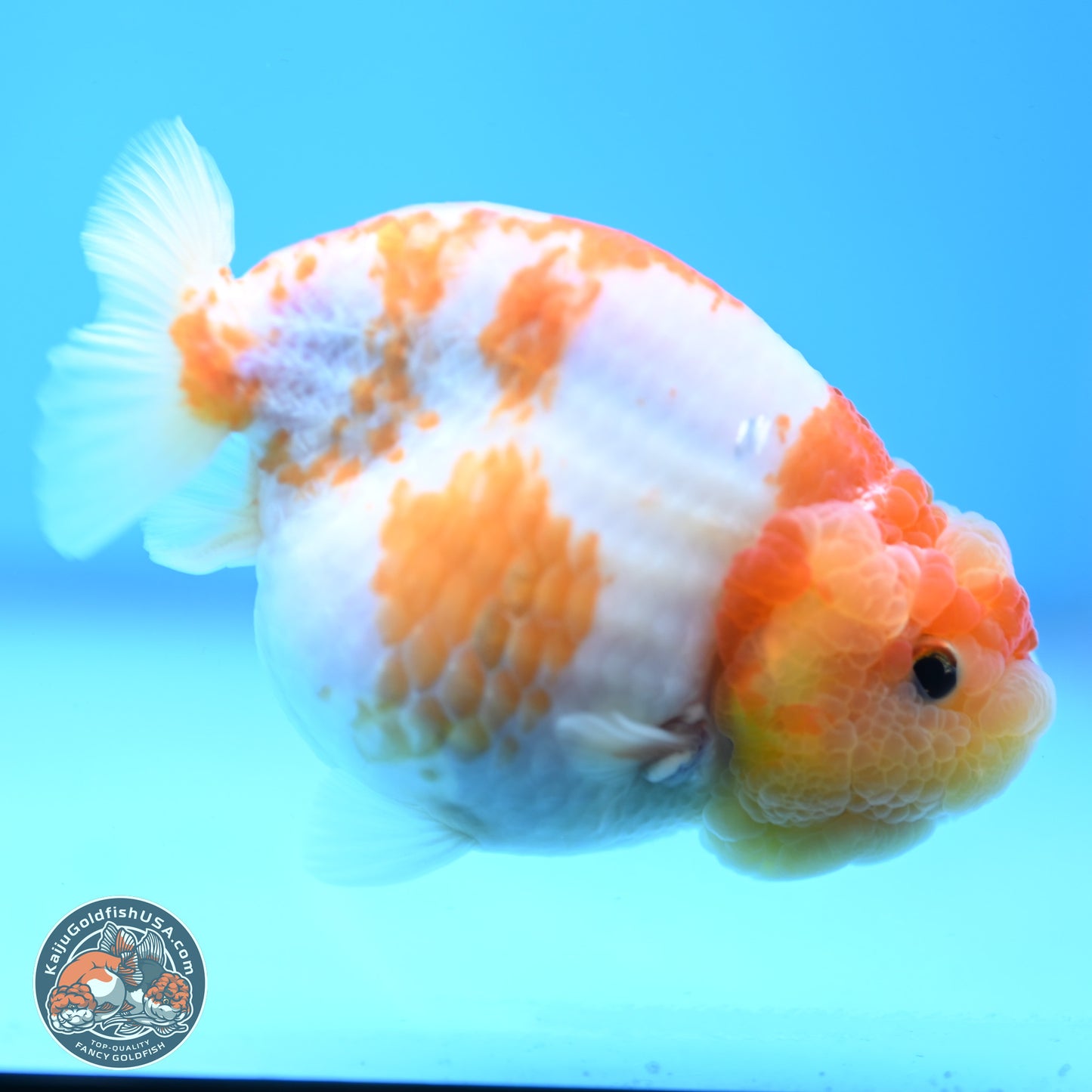 Sakura Ranchu 3.25 inches Body - Female (250228_RC02)