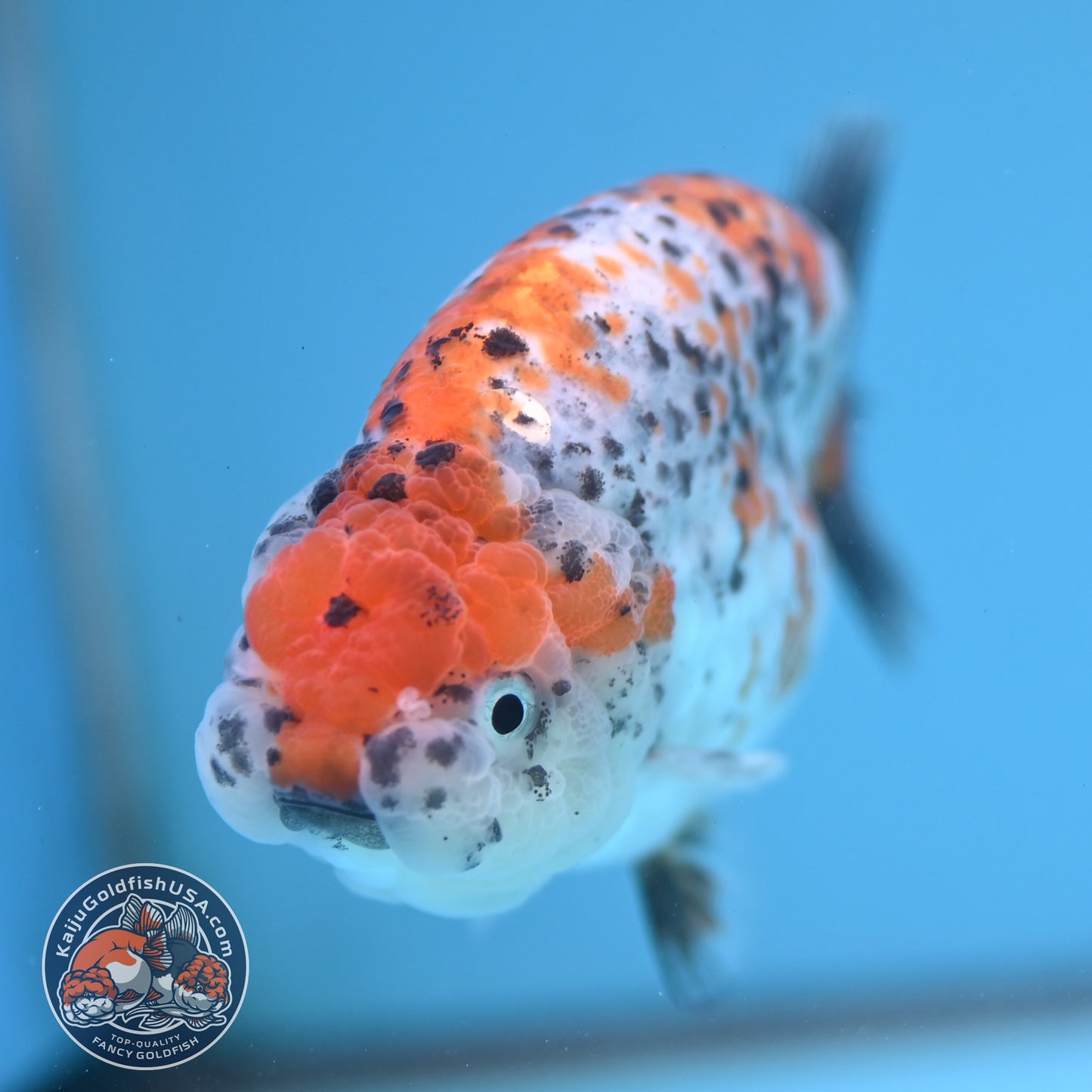 Calico Ranchu 4.5 inch Body (250926_RC02)