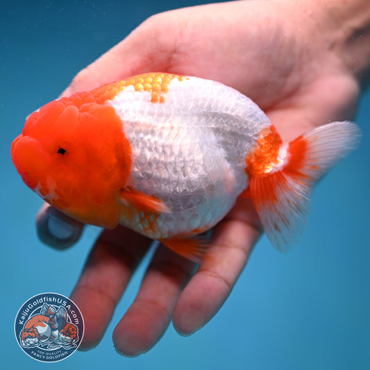 Red Head Buffalo Ranchu 4 inch Body (250912_RC02)