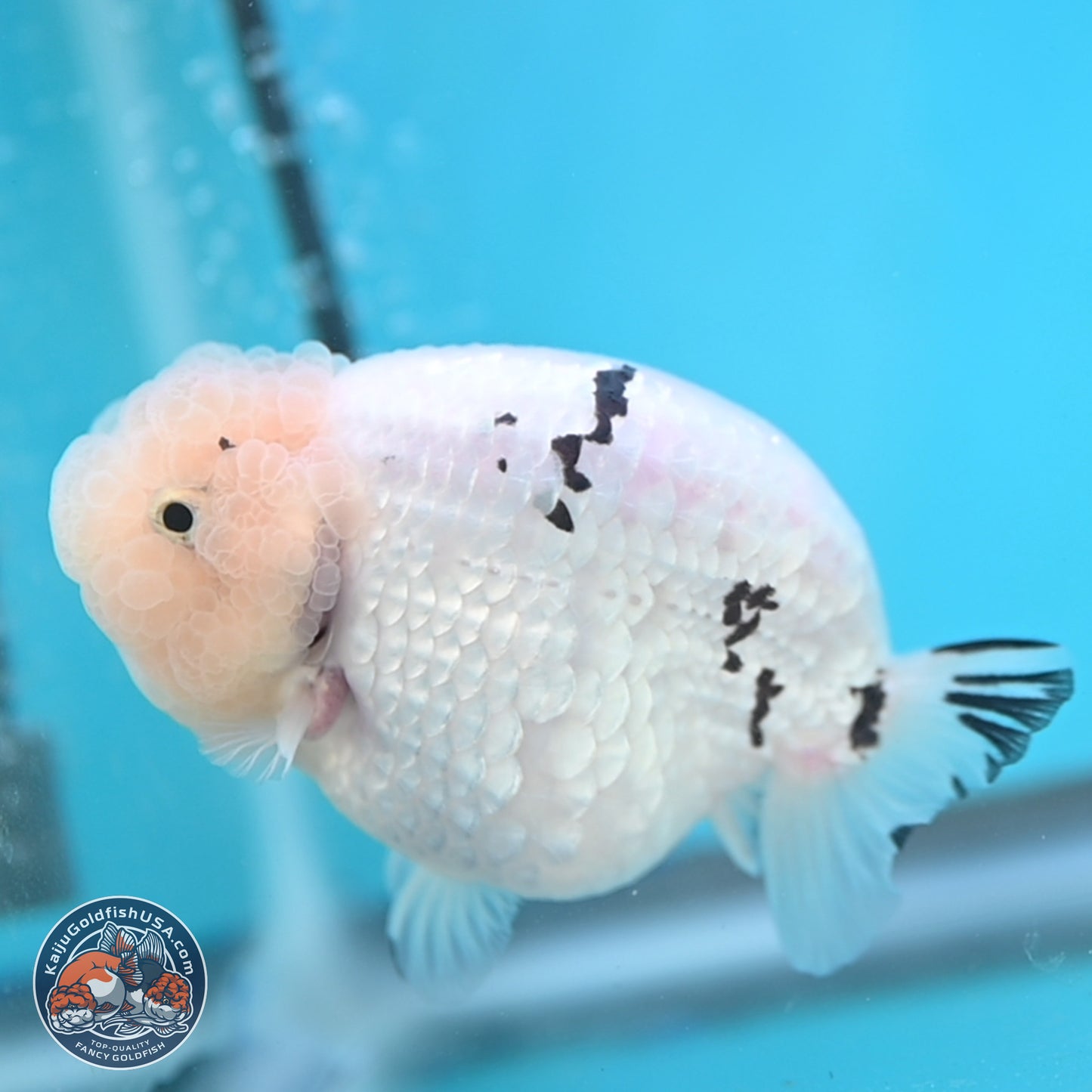 Jade Head White Tiger Ranchu 4 inches Body - Female (250131_RC02)