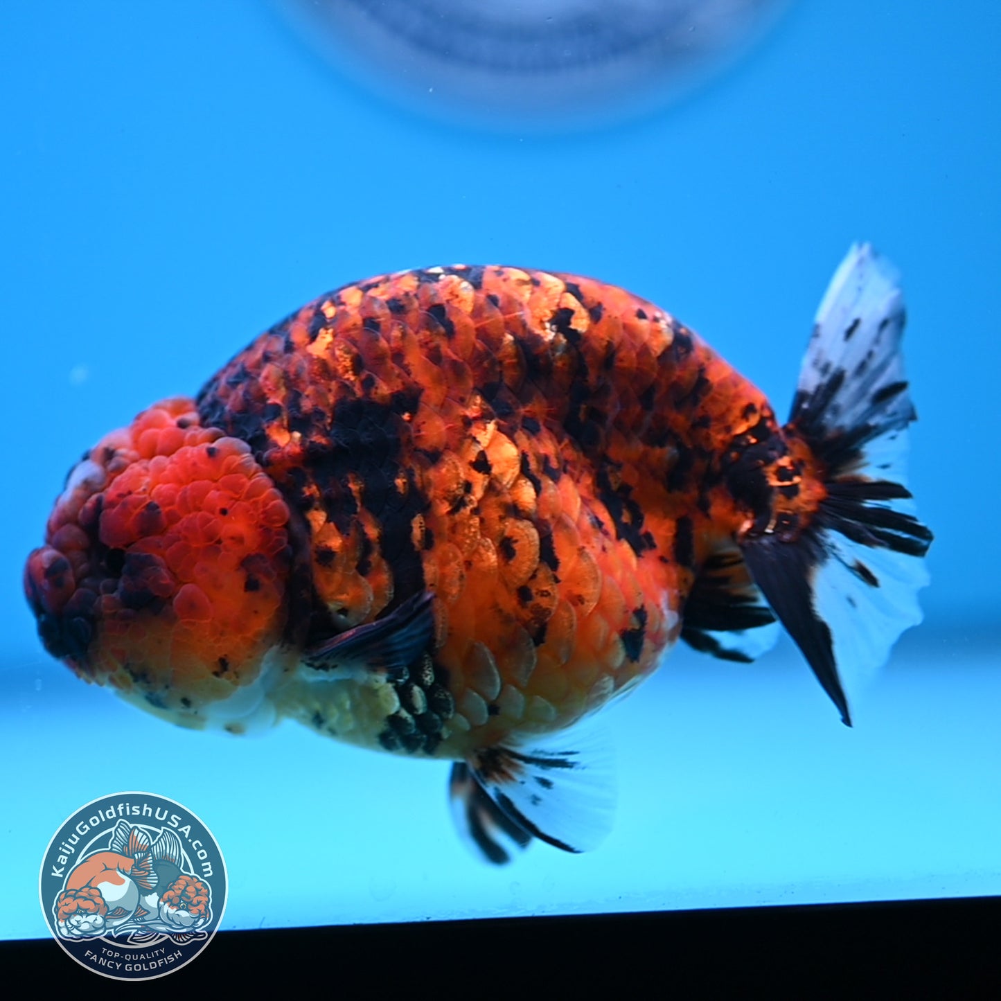Tiger Ranchu 4.5 inches Body (250530_RC02)