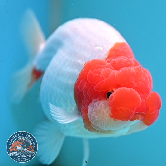 Red White Buffalo Ranchu 4 inch Body (251003_RC02)