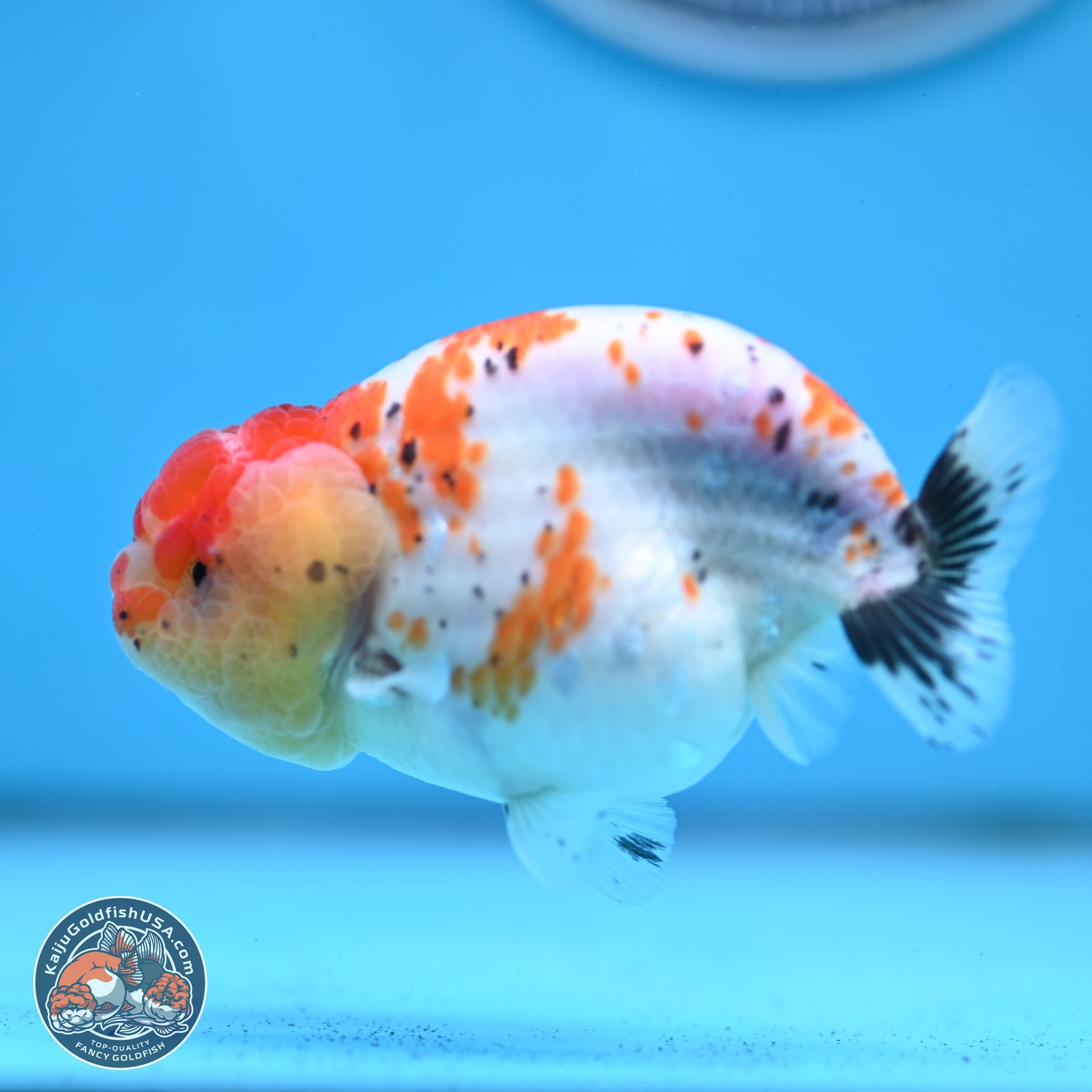 Tricolor Sakura Ranchu Goldfish for Sale | Kaiju Goldfish USA