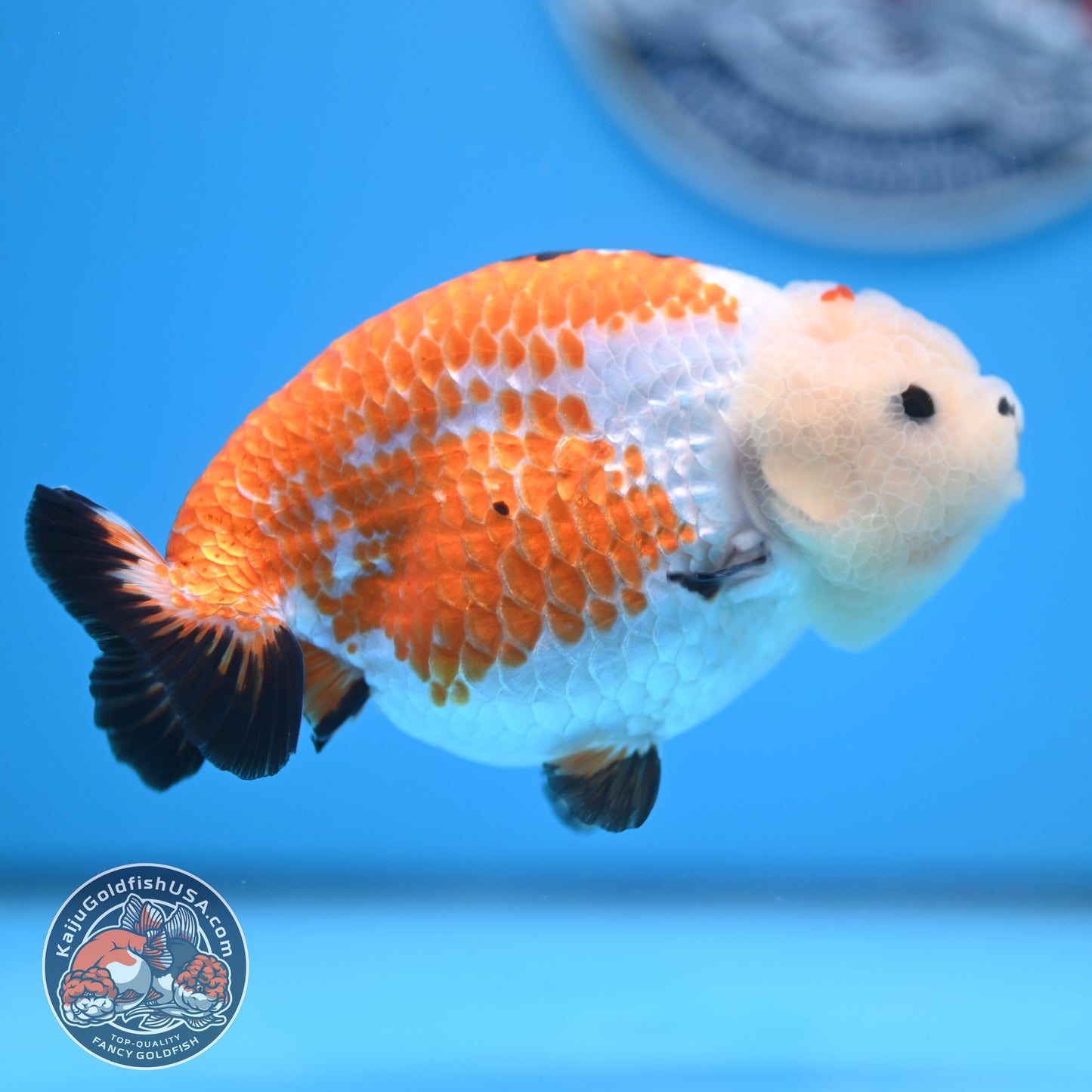 Tricolor Tiny Tail Ranchu 4.75 inches Body (250523_RC02)
