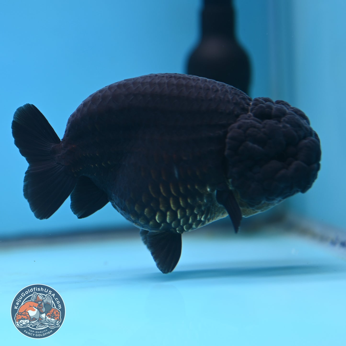 Jet Black Ranchu 5 inches (241101_RC02) - Kaiju Goldfish USA