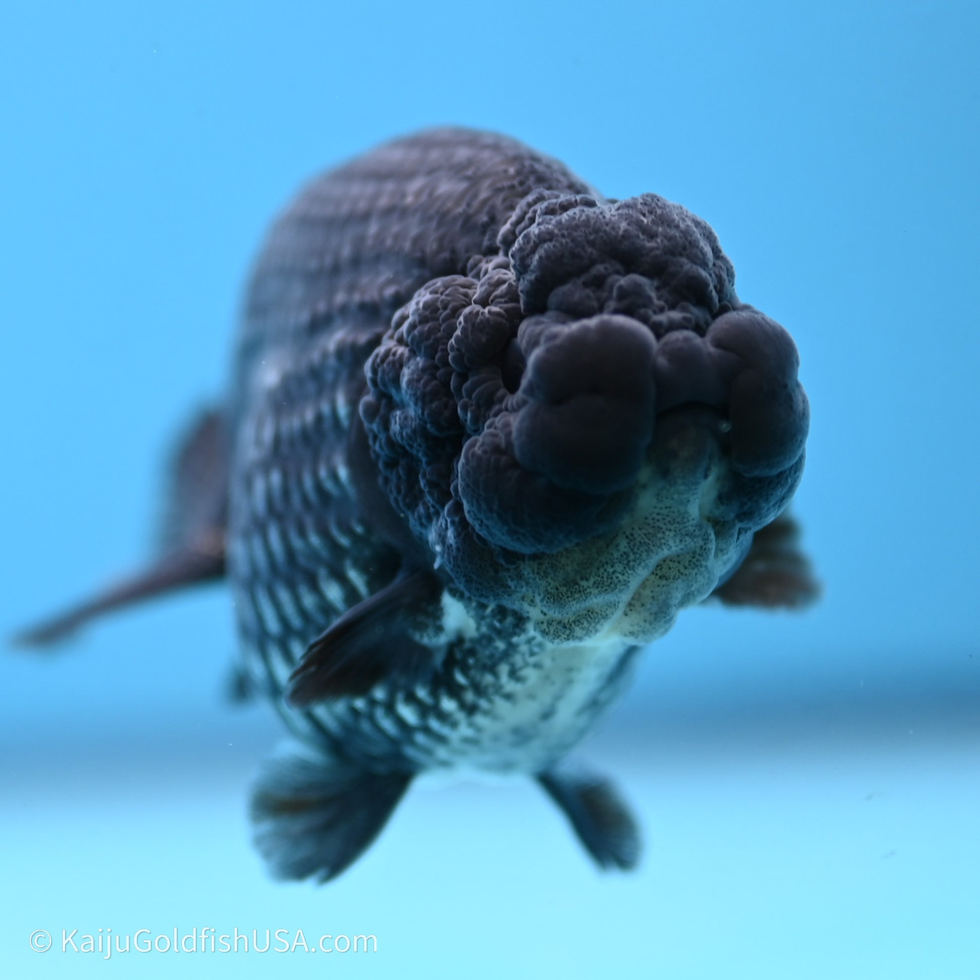 Black Platinum Ranchu 3.5 in Body (240719_RC02) - Kaiju Goldfish USA