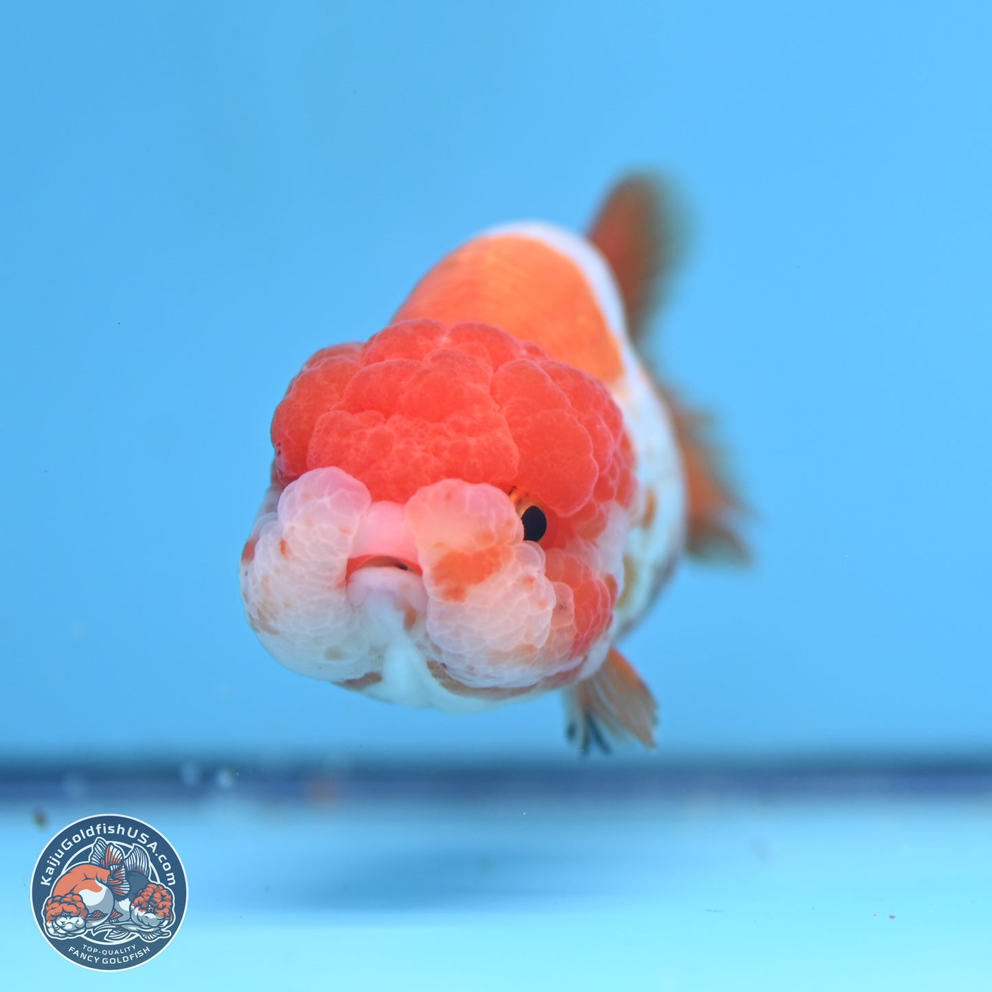 Red White Lionchu 3.5in body (240809_RC02) - Kaiju Goldfish USA