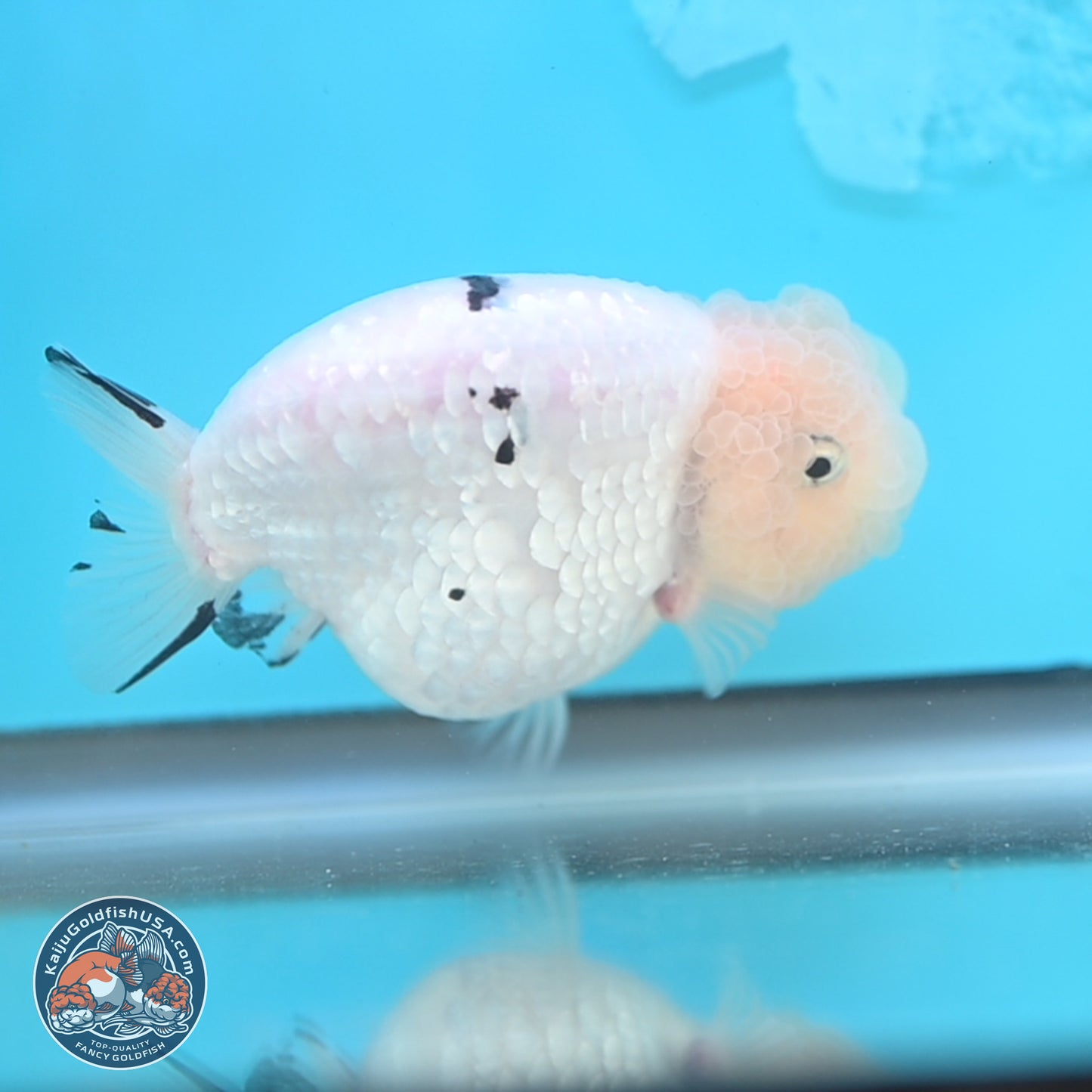 Jade Head White Tiger Ranchu 4 inches Body - Female (250131_RC02)