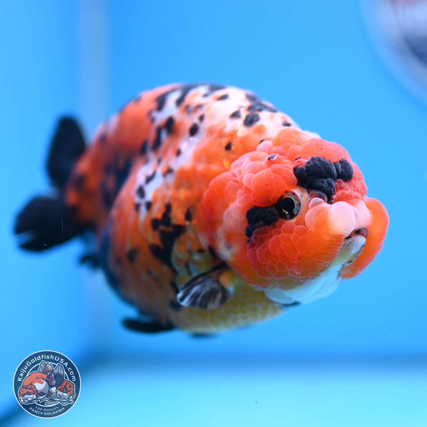 Jumbo Tricolor Cow Ranchu 5.5 inches Body - Female (241227_RC02) - Kaiju Goldfish USA