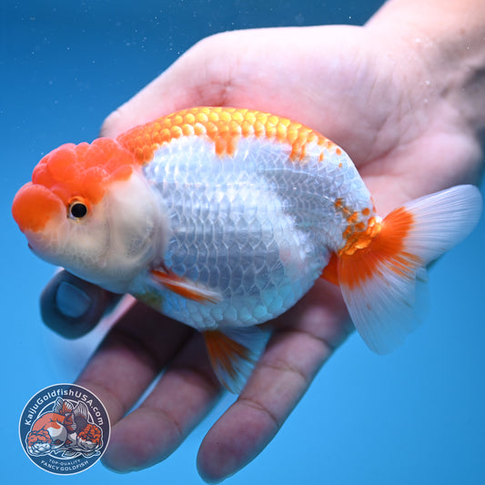 Red White Buffalo Ranchu 4 inch Body (250919_RC02)