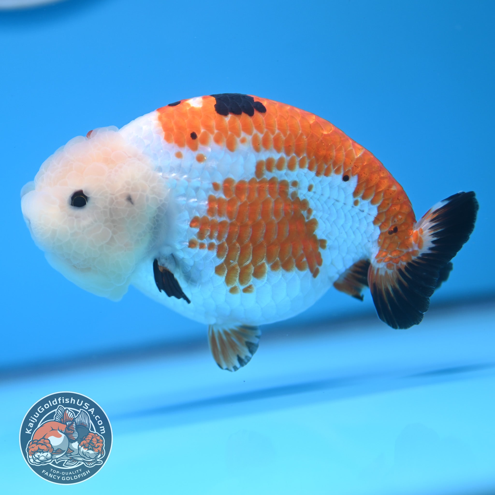 Tricolor Tiny Tail Ranchu Goldfish for Sale | Kaiju Goldfish USA