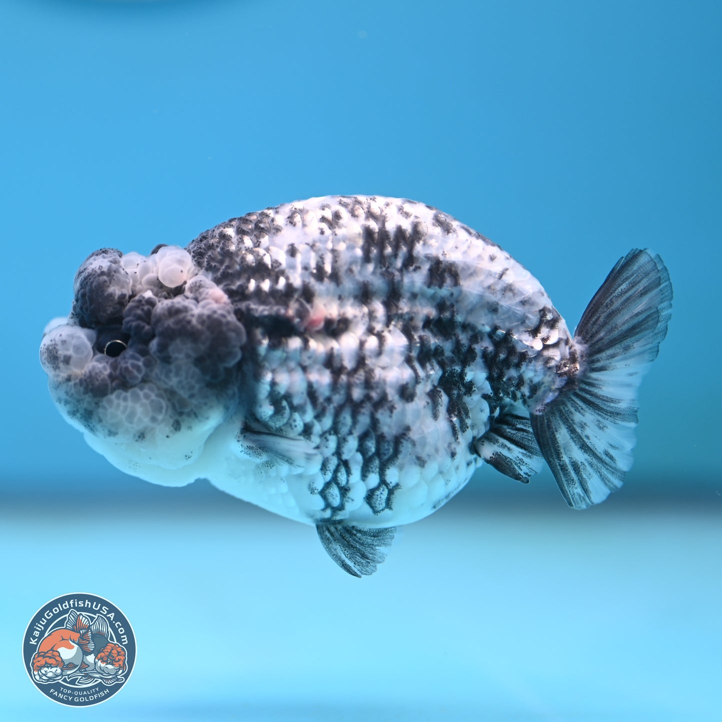 Blue Based Tiger Ranchu 3.5 inches Body - Female (250117_RC02) - Kaiju Goldfish USA