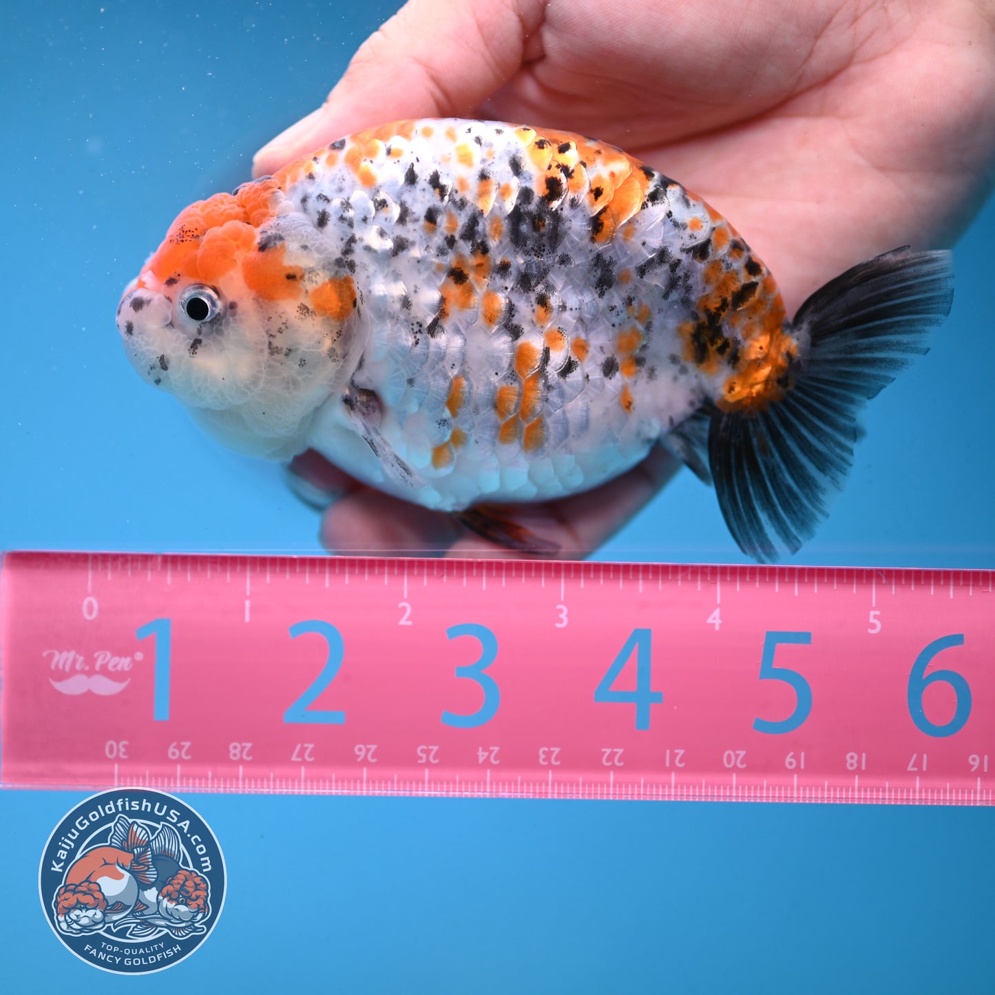 Calico Ranchu 4.5 inch Body (250926_RC02)