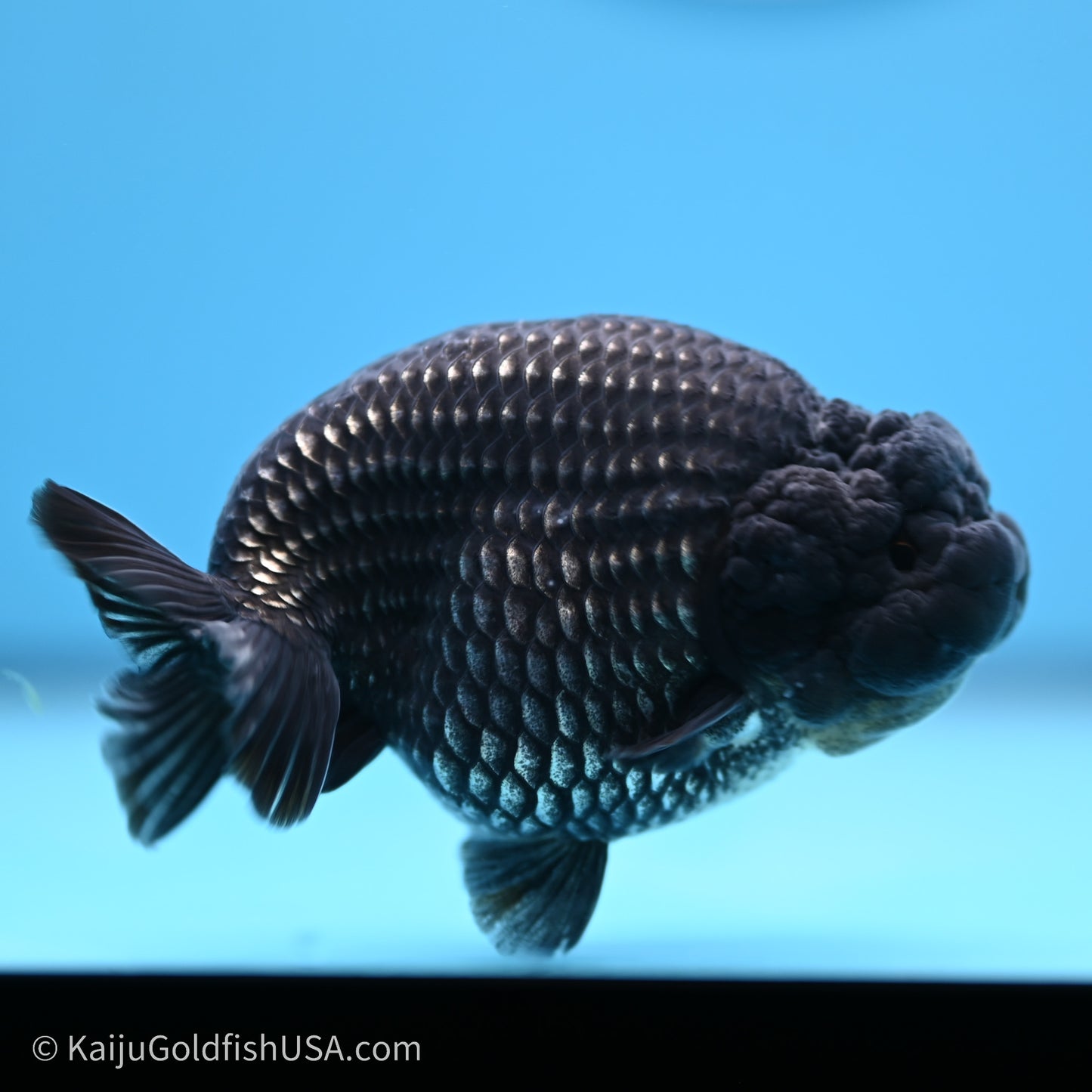 Black Platinum Ranchu 3.5 in Body (240719_RC02) - Kaiju Goldfish USA