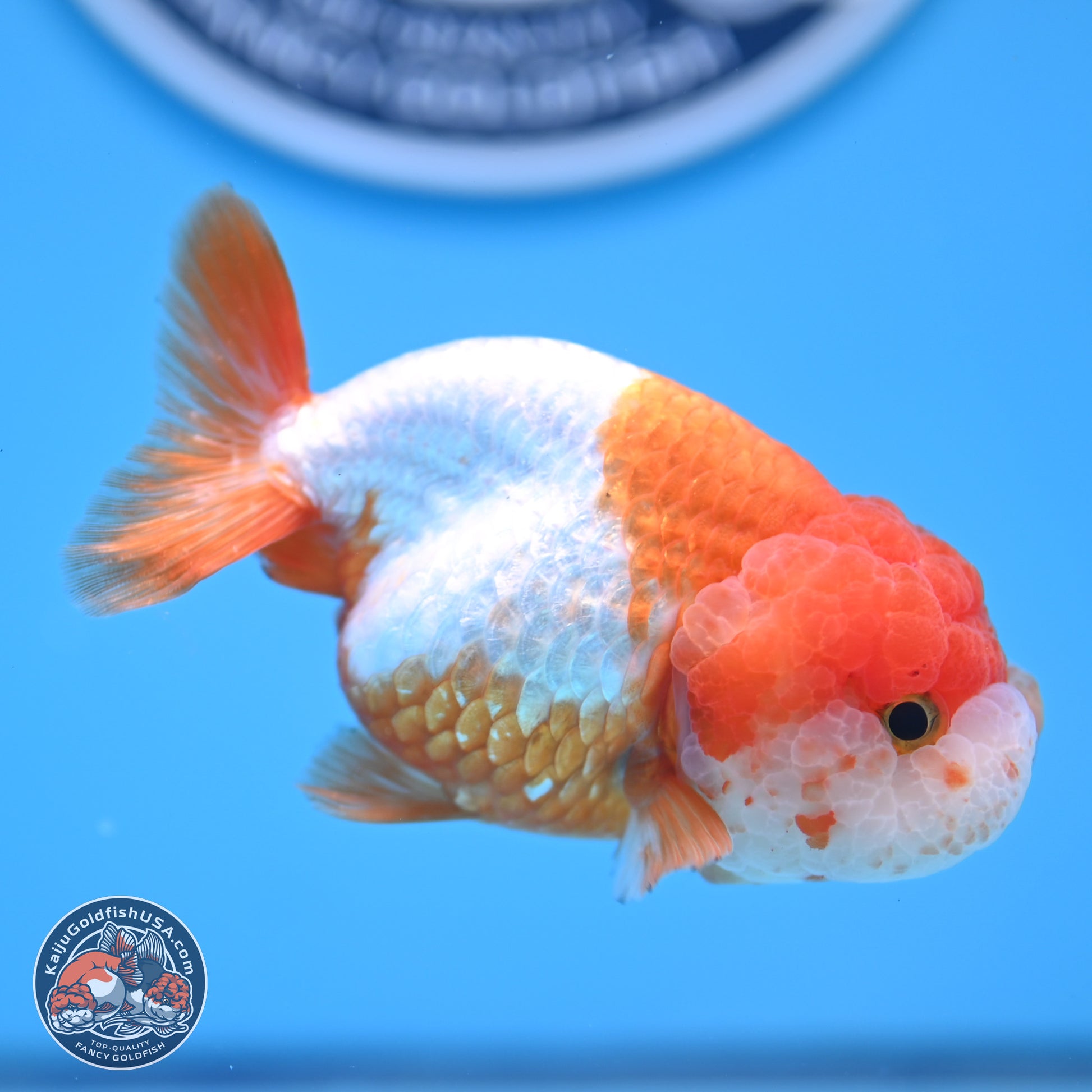 Red White Lionchu 3.5in body (240809_RC02) - Kaiju Goldfish USA