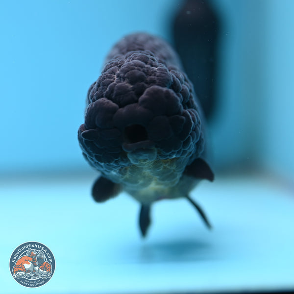 Jet Black Ranchu Goldfish for Sale | Kaiju Goldfish USA