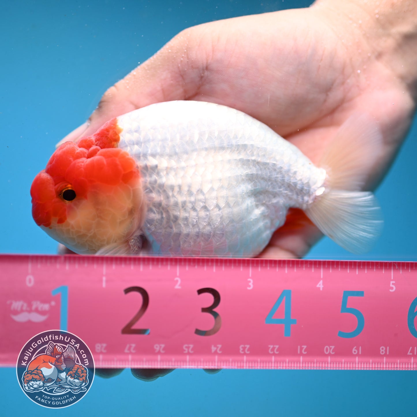 Red White Buffalo Ranchu 4 inch Body (251003_RC02)