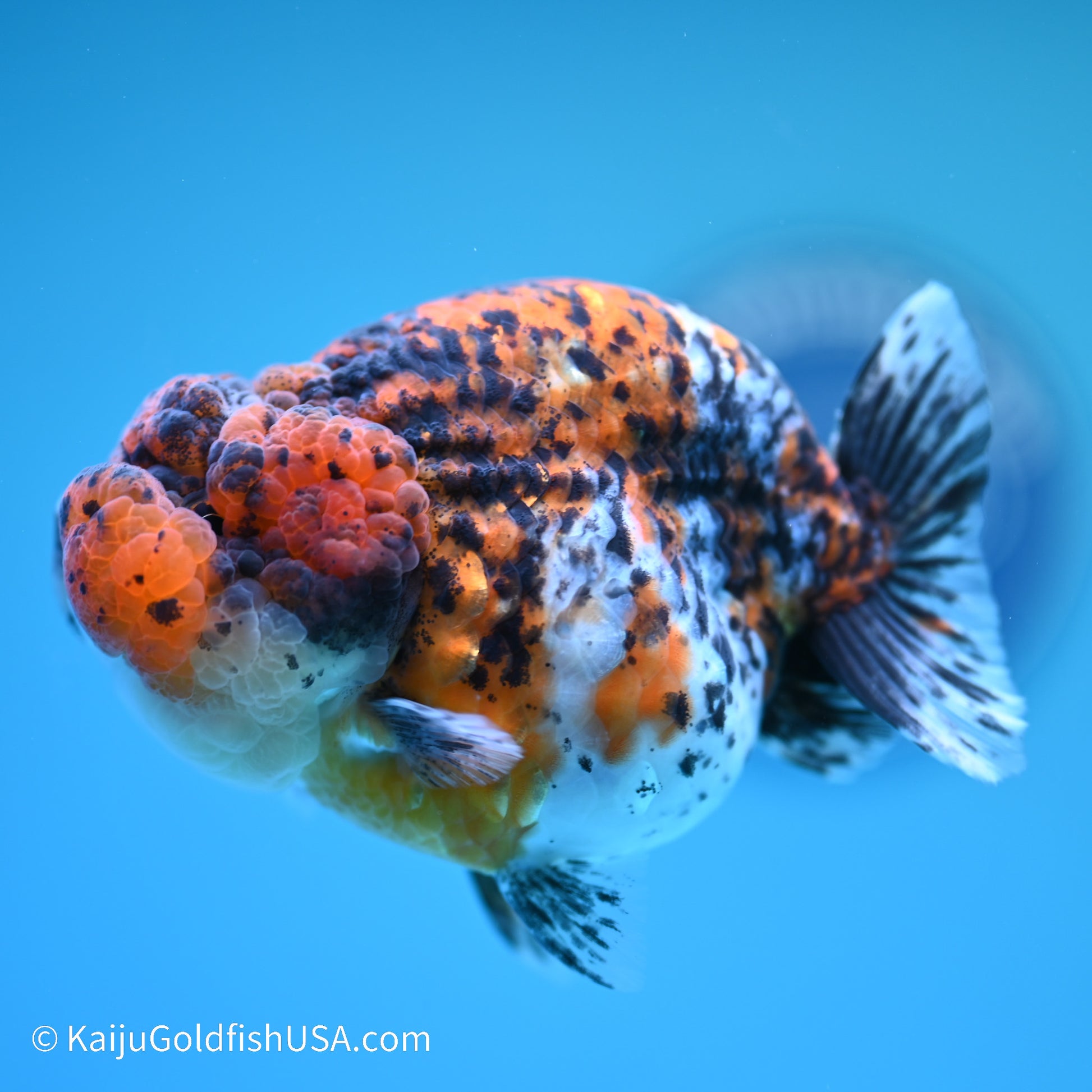Calico Chubby Cheeks Ranchu 4 inches (240517_RC02) - Kaiju Goldfish USA