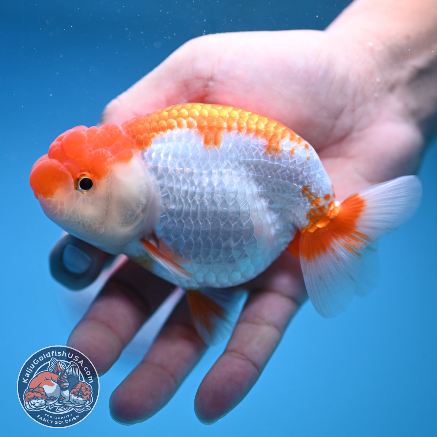 Red White Buffalo Ranchu 4 inch Body (250919_RC02)