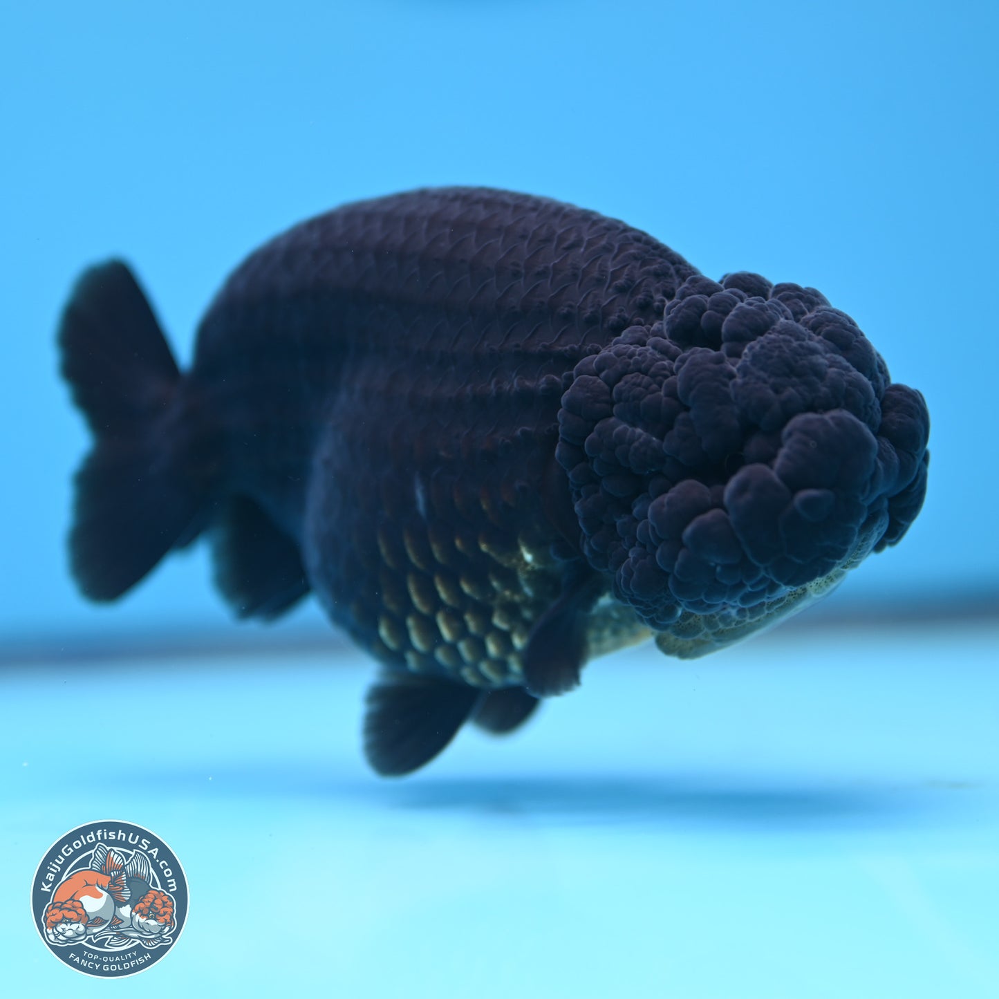 Jet Black Ranchu 5 inches (241101_RC02) - Kaiju Goldfish USA