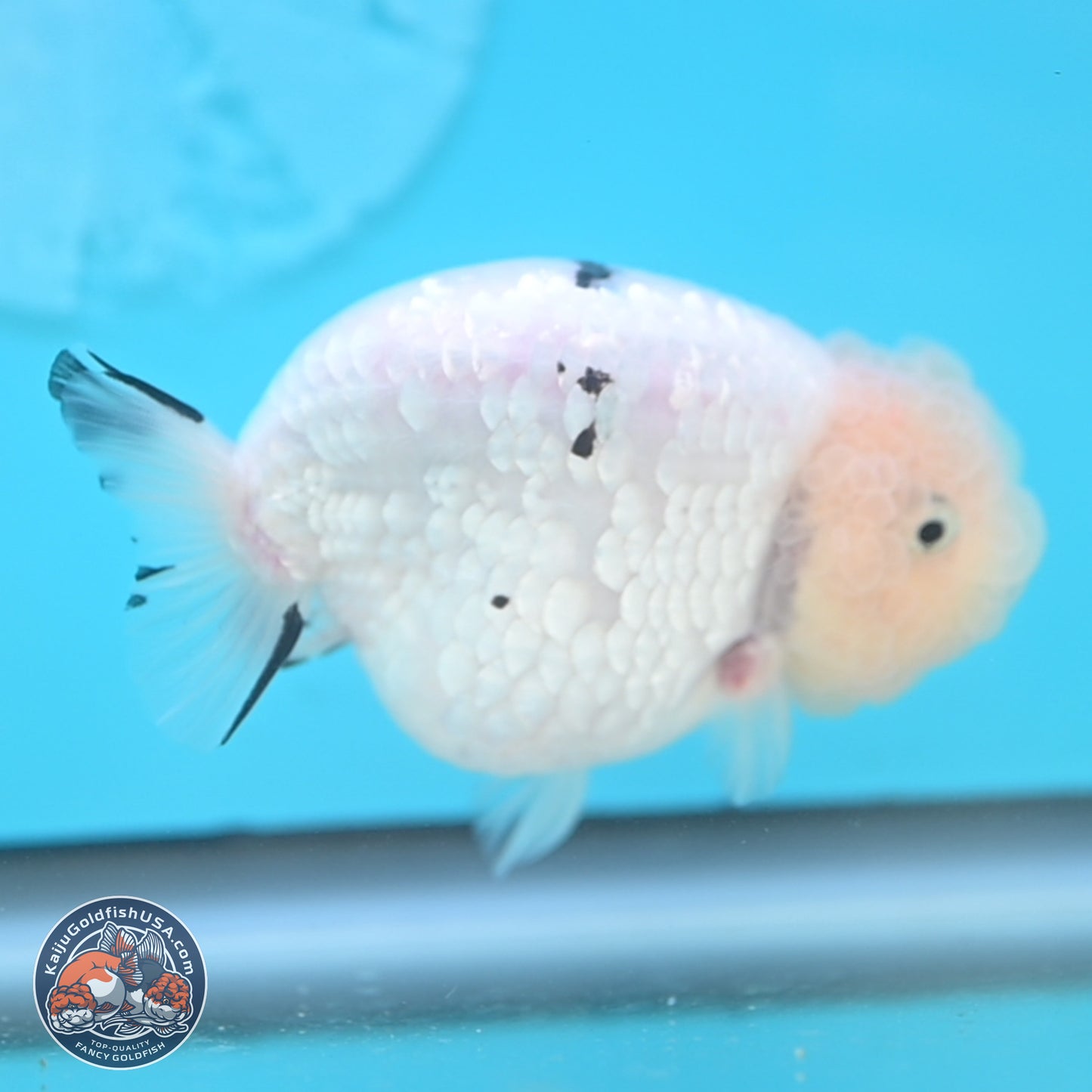 Jade Head White Tiger Ranchu 4 inches Body - Female (250131_RC02)