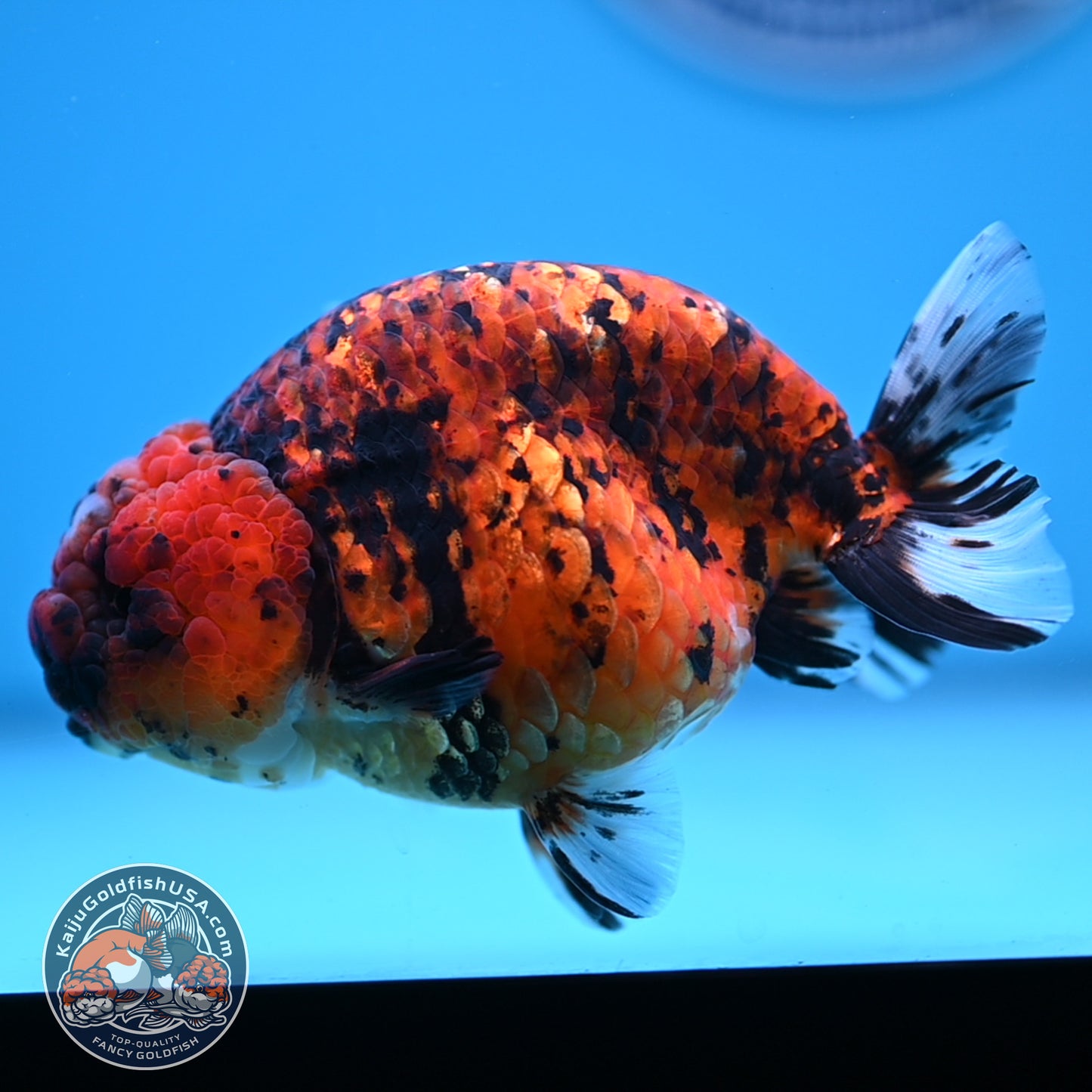Tiger Ranchu 4.5 inches Body (250530_RC02)